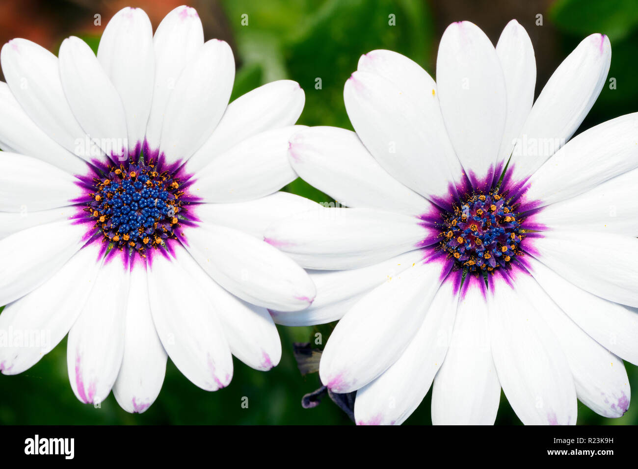 Osteospermum, African White Daisy Flower, auch als afrikanische Daisy oder Daisybush bekannt Stockfoto