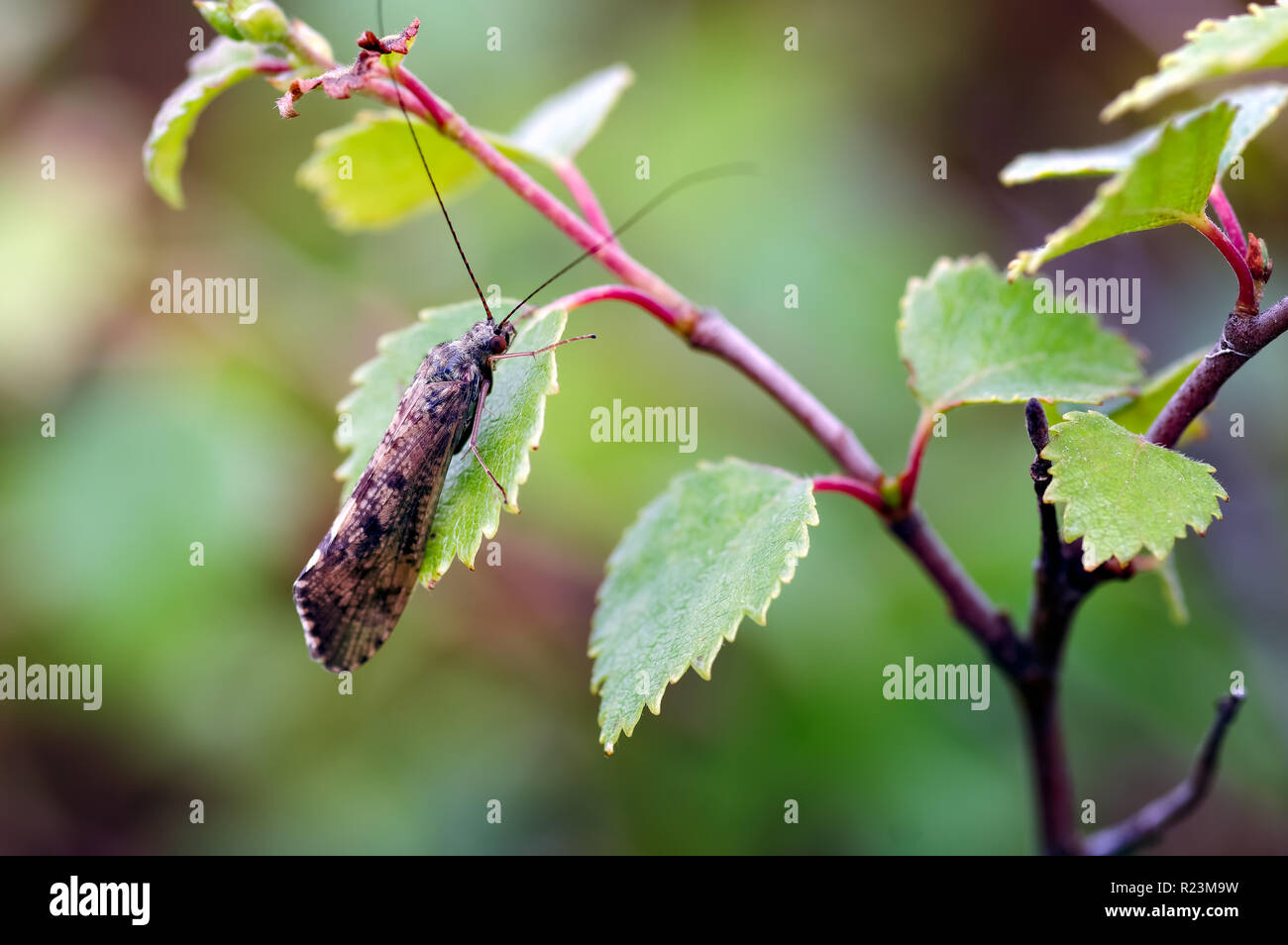 Bild eines caddis Fliegen (Polycentropodidae) auf einer Birke Blatt in der Wildnis von Glen Affric, Schottland Stockfoto
