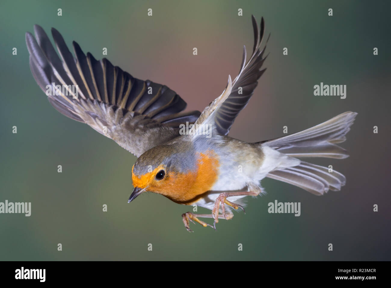 Rotkehlchen, fliegend, im Flug, Flugbild, Erithacus rubecula, Robin, Robin, Robin redbreast, Flug, Le Rouge-Gorge familier Stockfoto