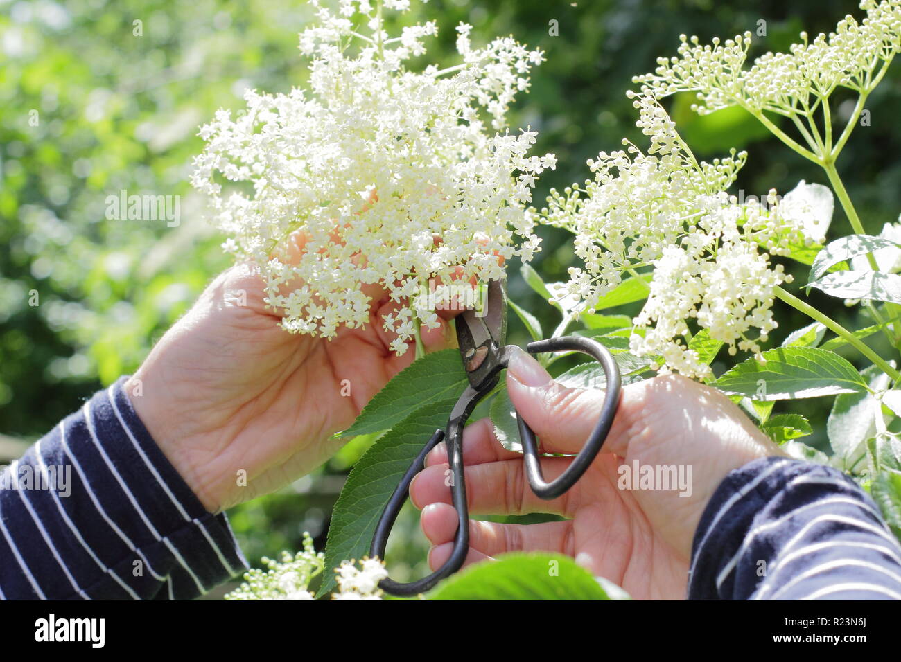 Sambucus nigra - gemeinsame Elder. Eine Frau ernten Hecke elderflowers im Sommer, Großbritannien Stockfoto