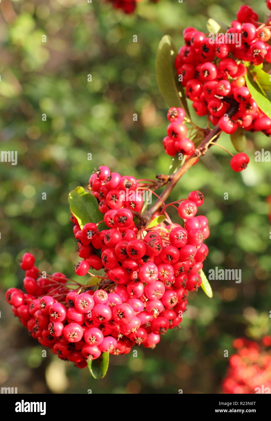 Herbst Beeren der holzbär ist aphyr Rouge', Großbritannien Stockfoto