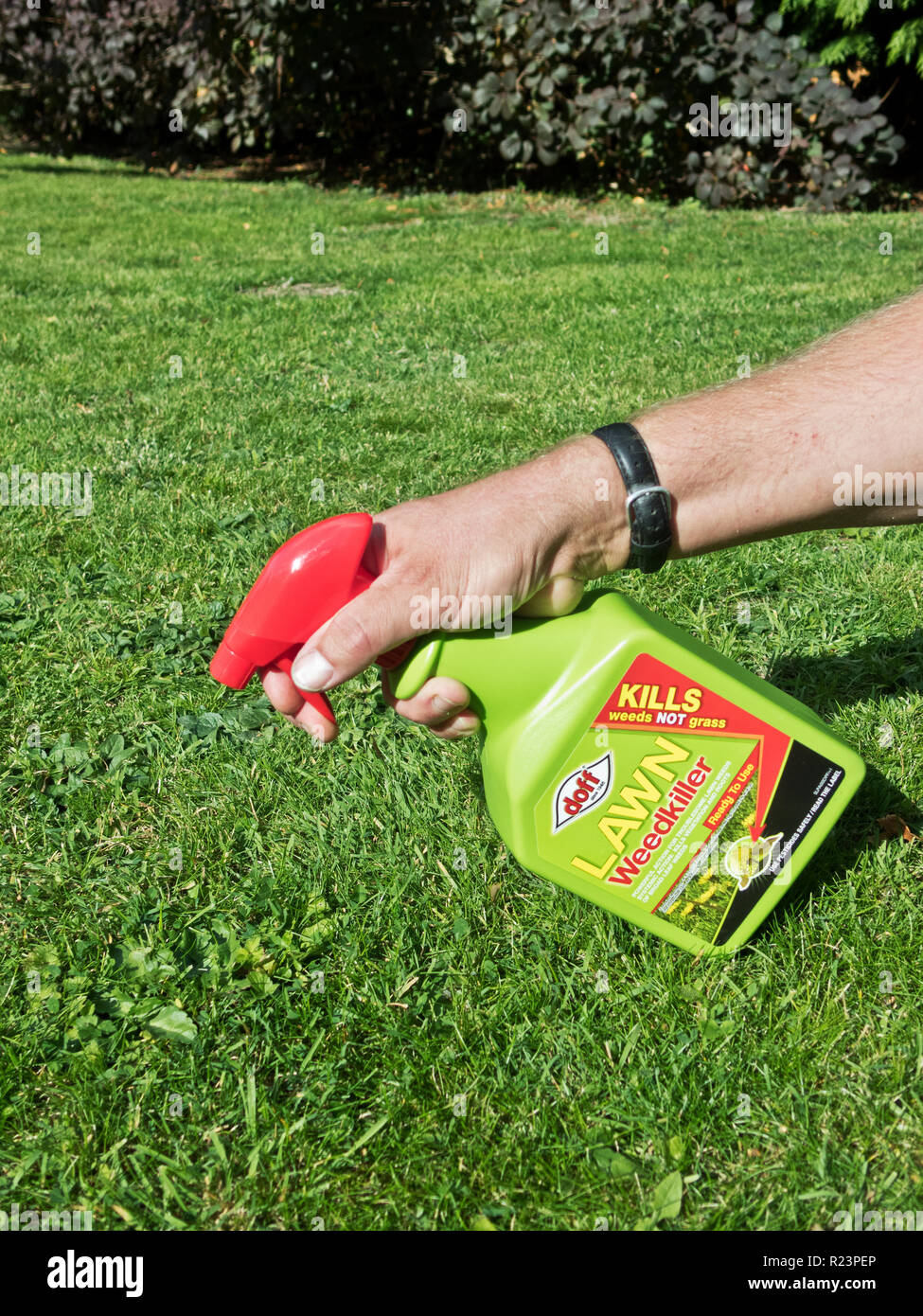 Kaukasische Mann mit einem Spray Flasche Doff Marke Rasen Unkrautvernichtungsmittel (Für das Töten von Unkraut im Rasen), Großbritannien Stockfoto