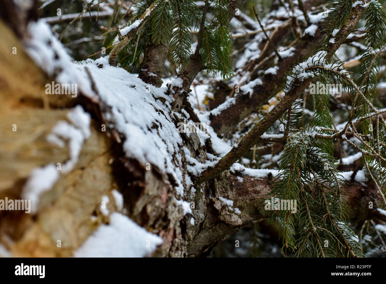 Gefallenen Baum nach einem leichten Schneesturm in Michigan. Der Sturm ließ für einen ruhigen Abend. Es gibt nichts wie das Knirschen von frischem Schnee Stockfoto