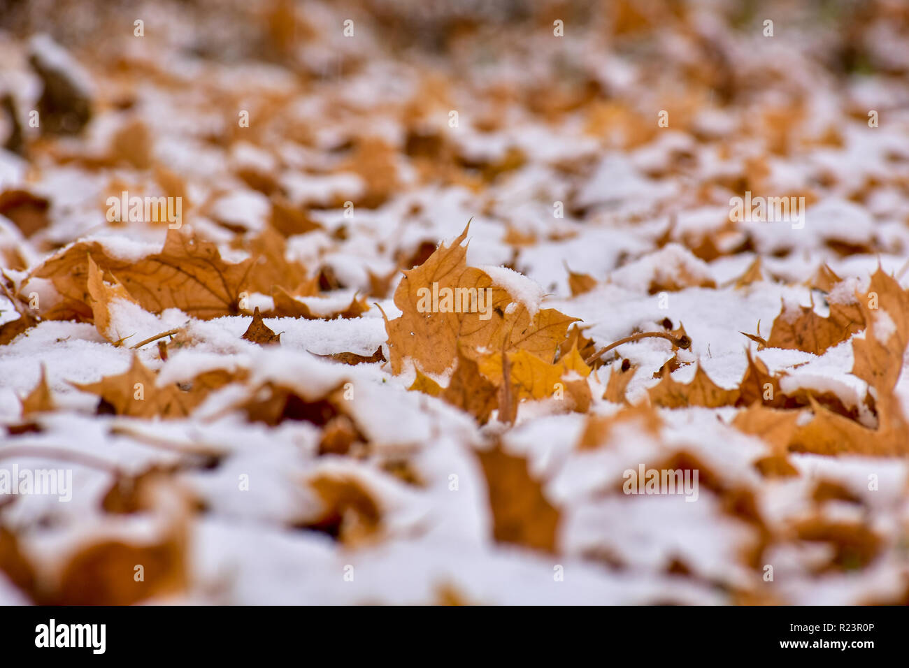 Schnee bedeckt Ahornblätter. Dies war im November bei der ersten Schneesturm hier berücksichtigt. Es eine friedliche Winterlandschaft war überall, wo ich schaute. Stockfoto