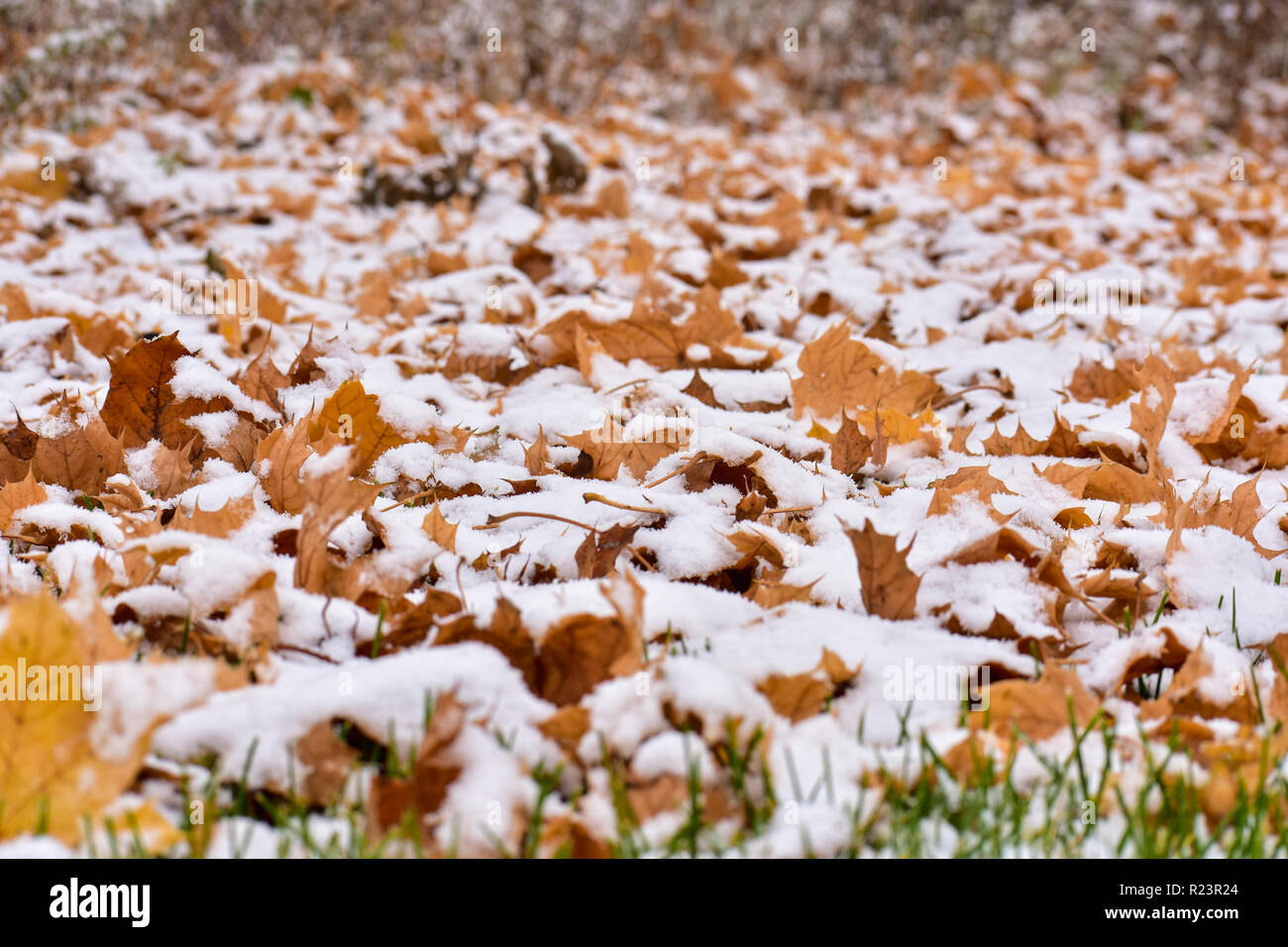 Laub auf dem Boden mit einem leichten Abstauben des Schnees auf der Oberseite des fallen lässt. Dies wurde im November in Michigan. Stockfoto
