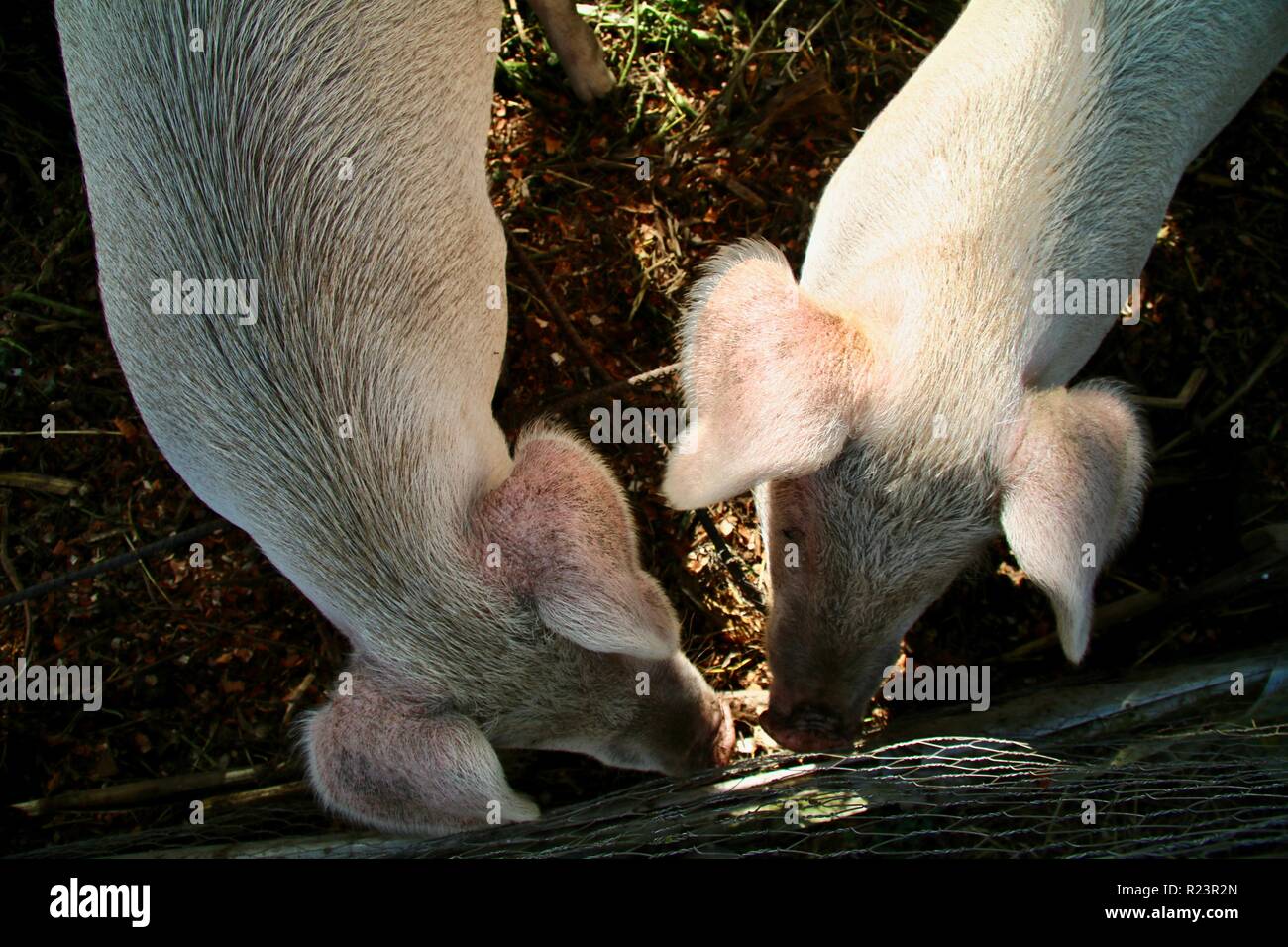 Zwei glückliche Schweine in Hof warten auf Frühstück Stockfoto