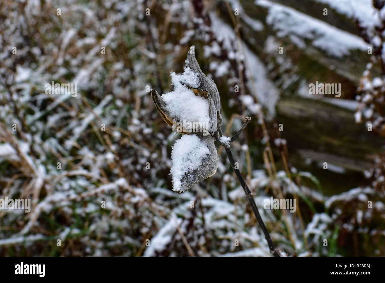 Seidenpflanze Anlage gleich nach unserem ersten Schneefall hier in Michigan. Alles war durch eine leichte Schicht von Schnee bedeckt. Was für schöne Szenen überall Stockfoto