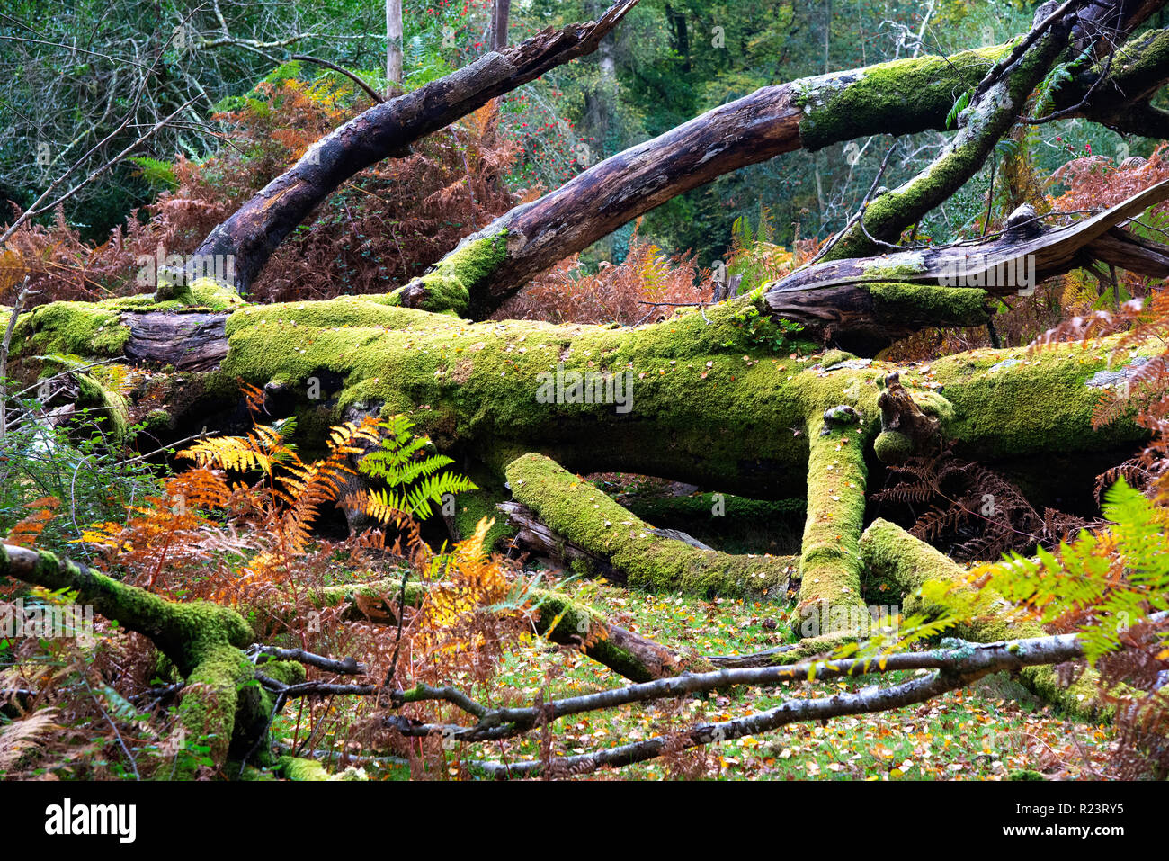 Alte Moos bedeckt Baum auf den Boden im New Forest National Park, Hampshire, UK, England gefallen Stockfoto