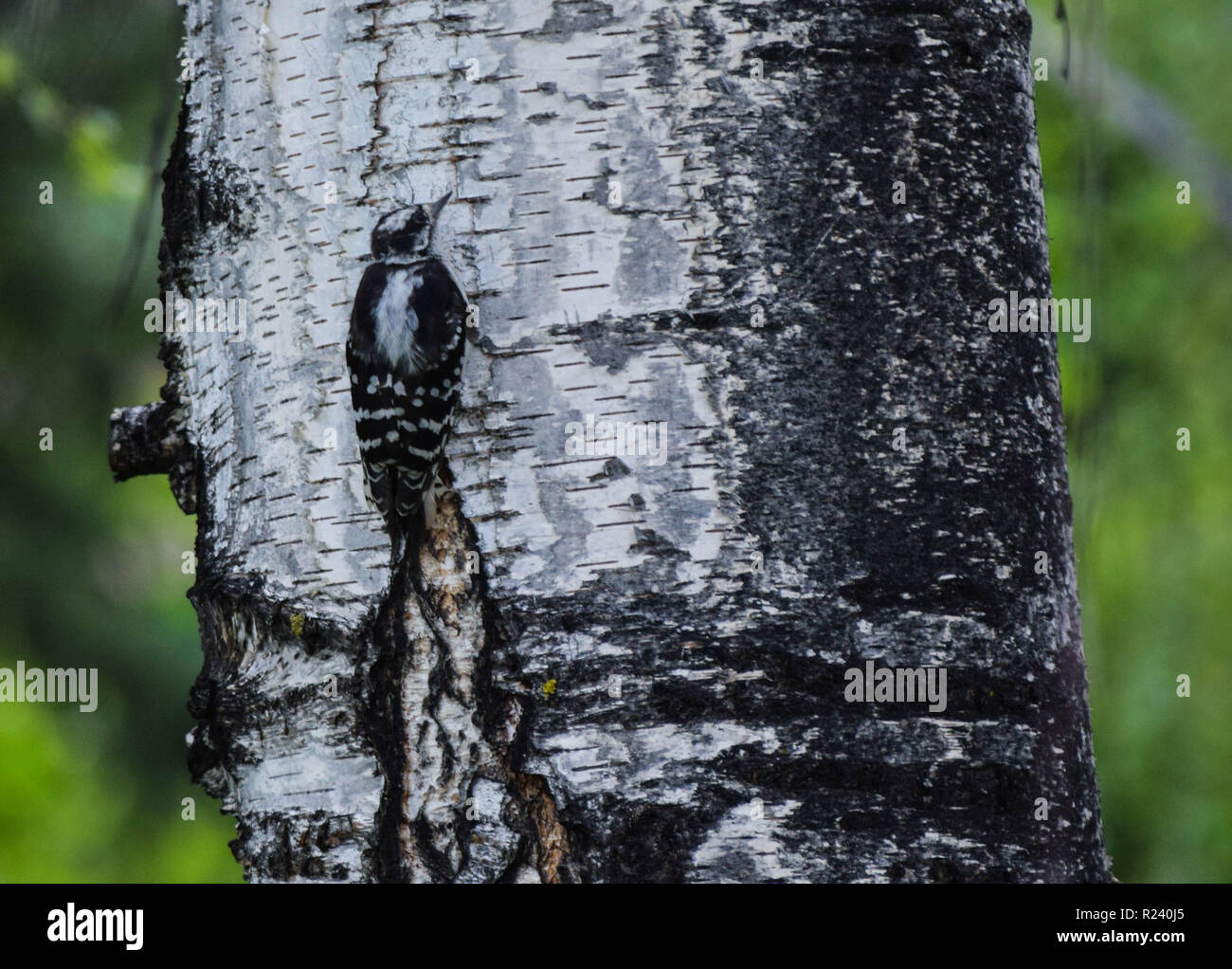 Dunenspecht Stockfoto