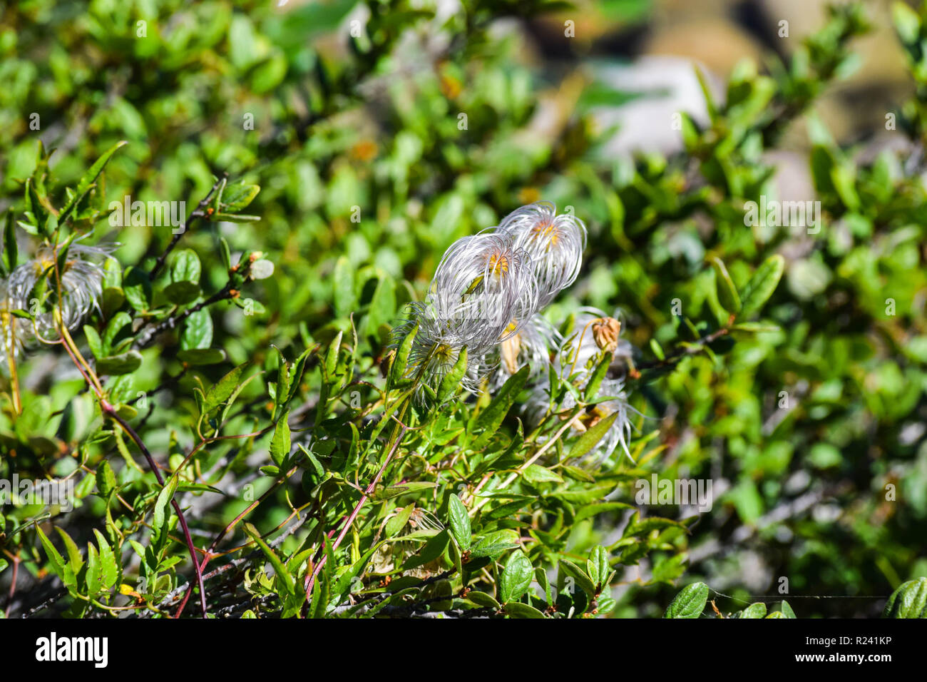 Alpine Pflanzen Stockfoto