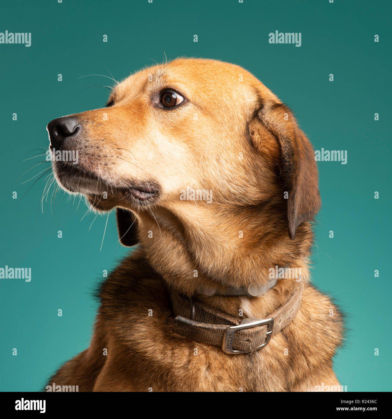 Die Hälfte Rasse Labrador Retriever Hund im Studio Stockfoto