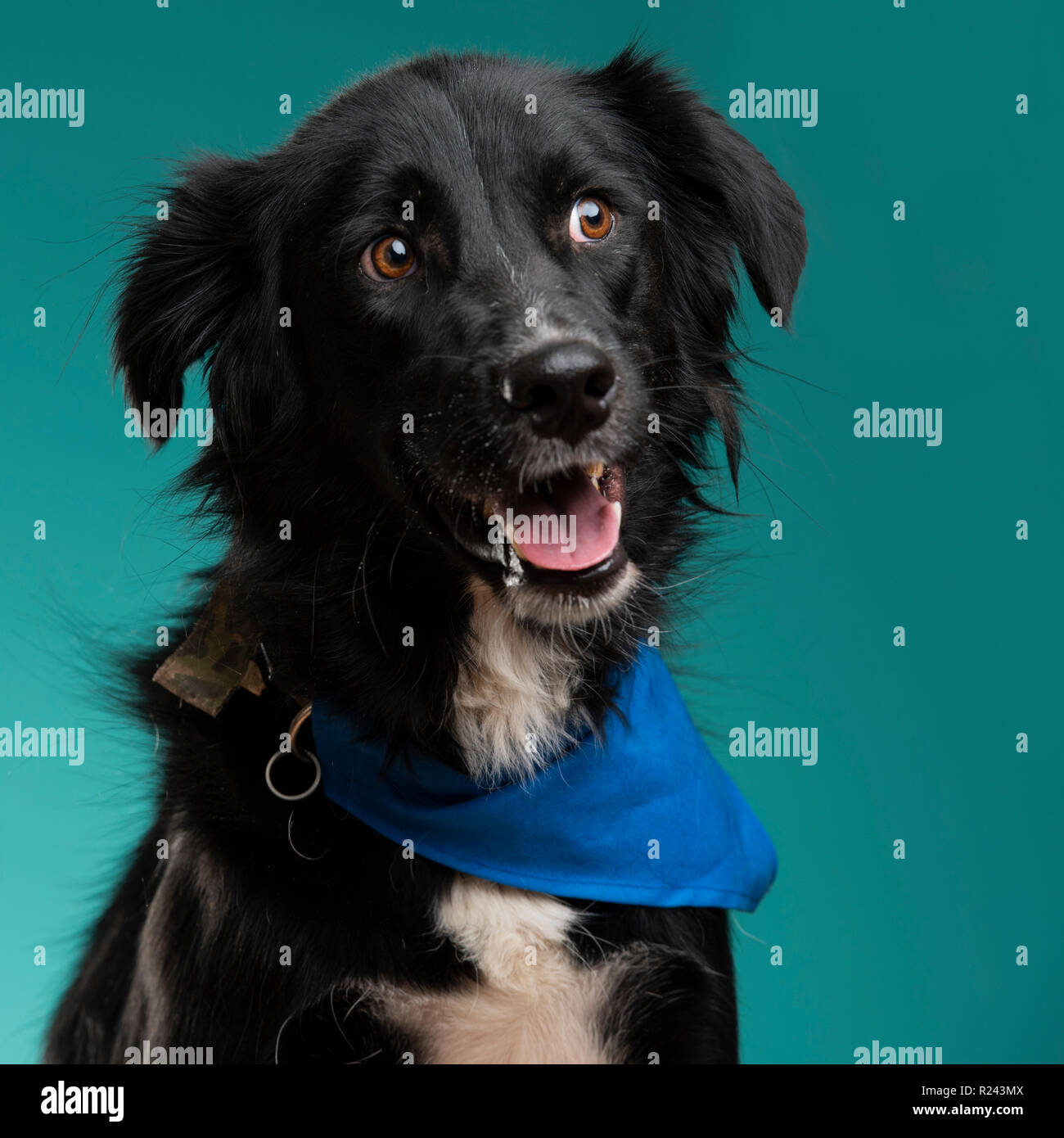 Die Hälfte Rasse Labrador Retriever Hund im Studio Stockfoto