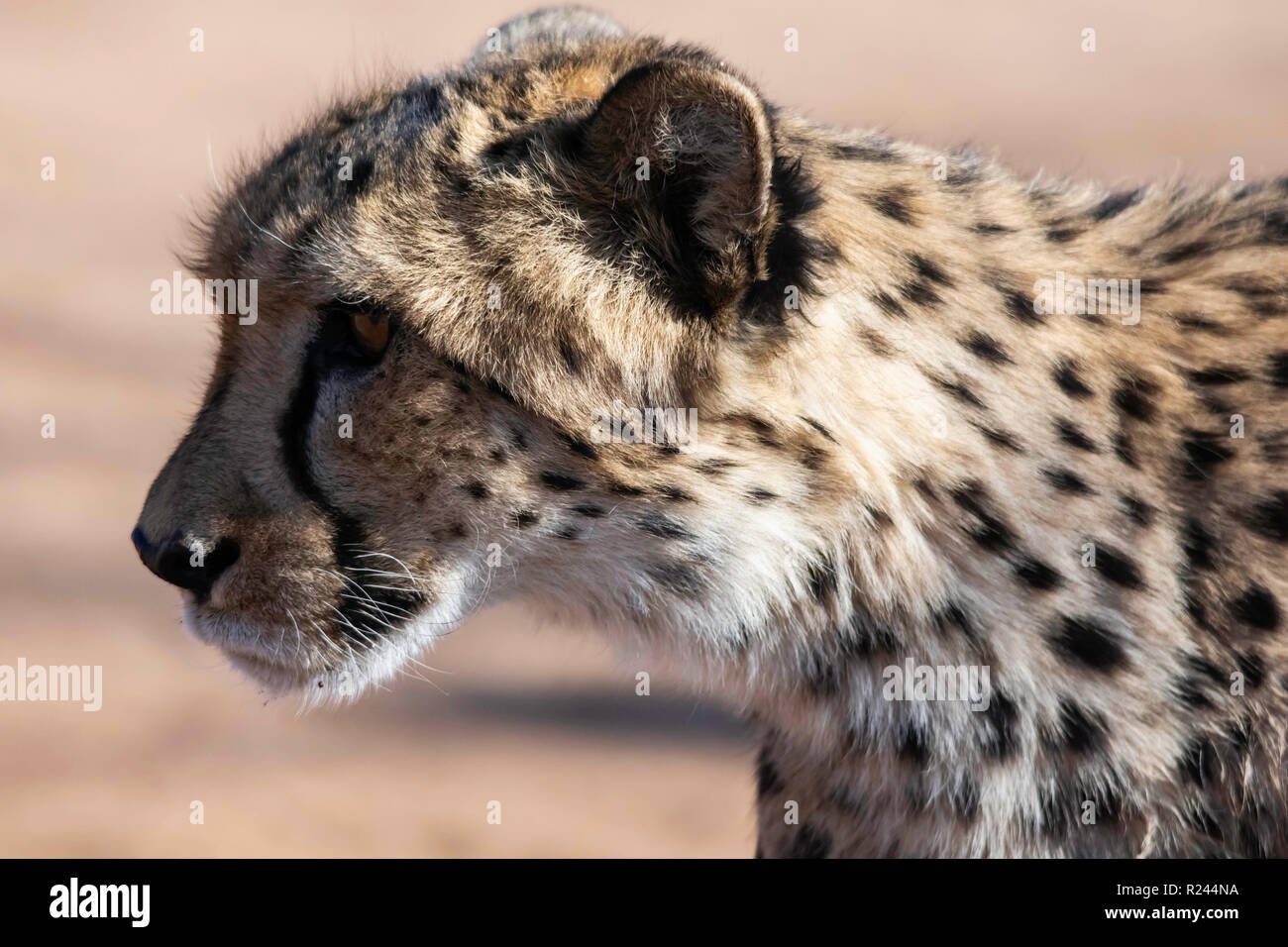 Im südlichen Afrika gepard fotografiert in Namibia. Stockfoto