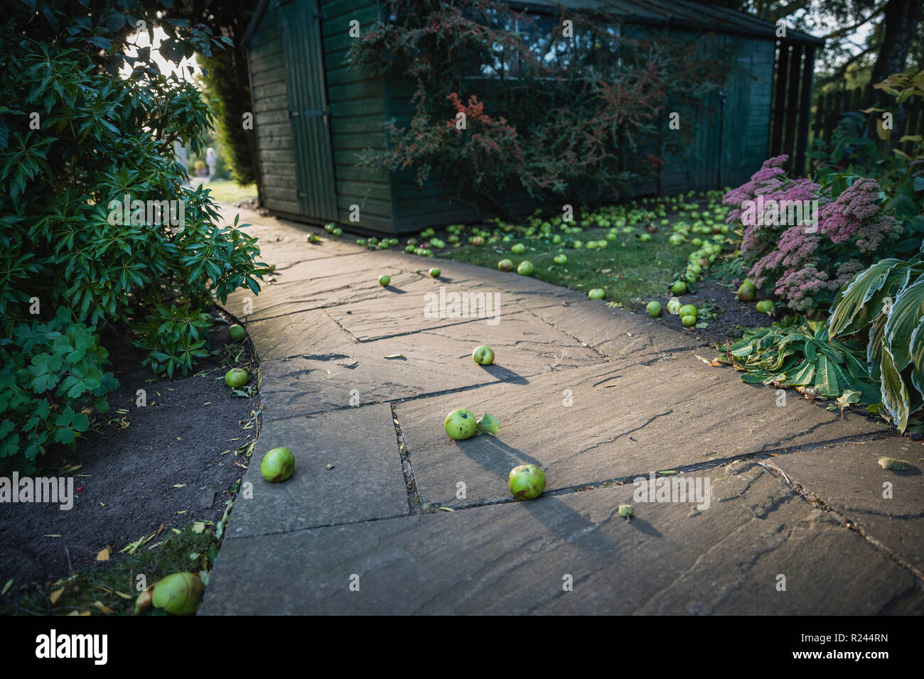 Eine low-down-Perspektive Schuß eines geschwungenen Garten Fußweg, sie ist gefallen, grüne Äpfel gesehen werden kann auf dem Boden verstreut werden. Stockfoto