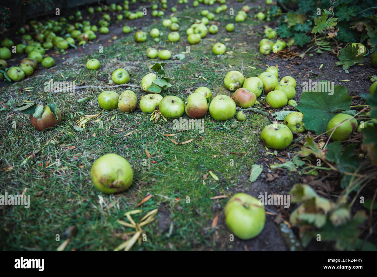 Eine Nahaufnahme von grünen Äpfeln, die auf dem Gras von der Wiese, haben Sie von einem Baum gefallen im Herbst beginnt. Stockfoto