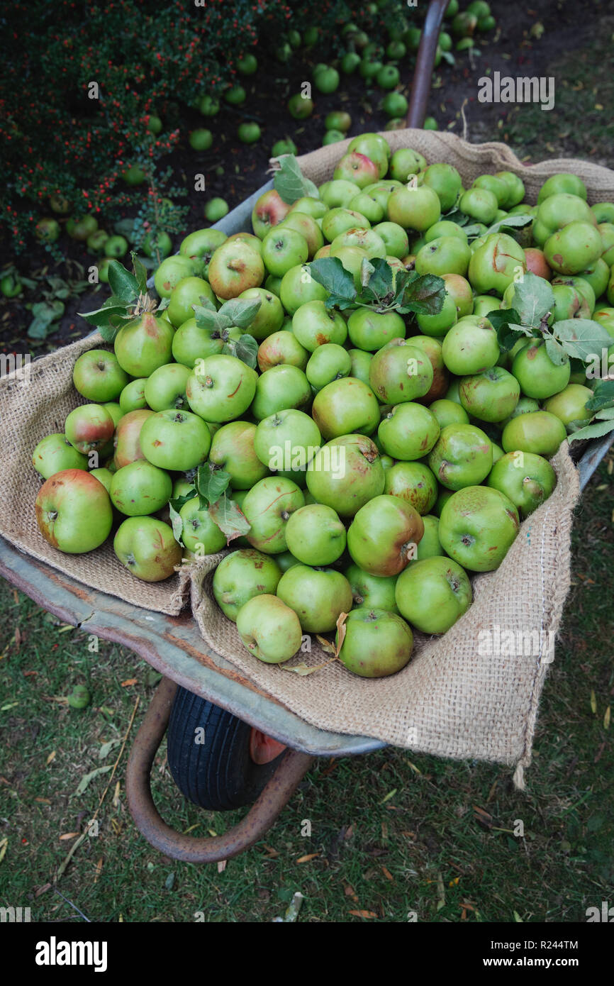 Eine Nahaufnahme von frisch gepflückte grüne Äpfel, die in einer Schubkarre gesammelt wurden. Stockfoto