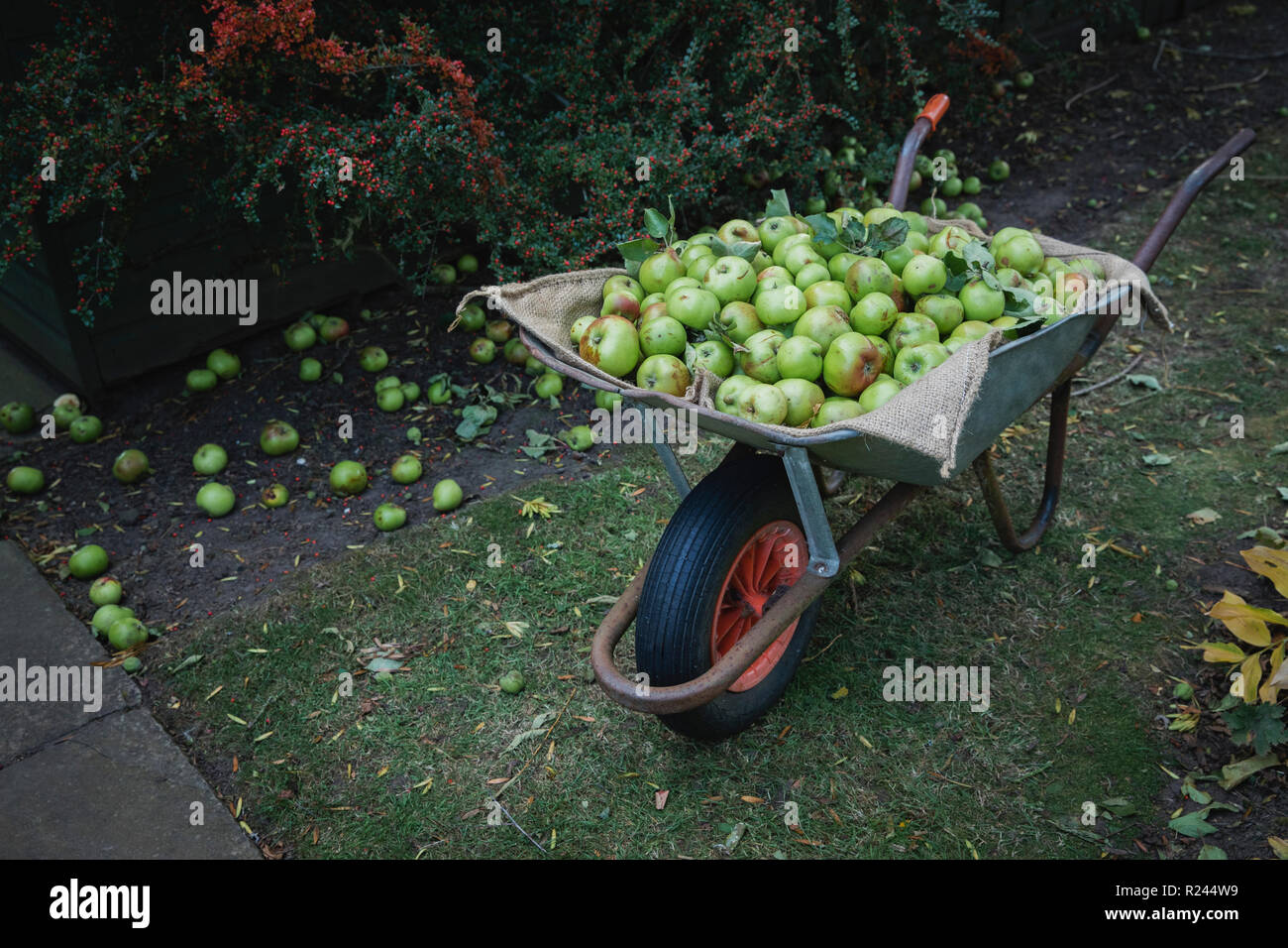Eine breite - geschossen von einer Schubkarre mit Frische, grüne Äpfel in einem Garten gefüllt. Stockfoto
