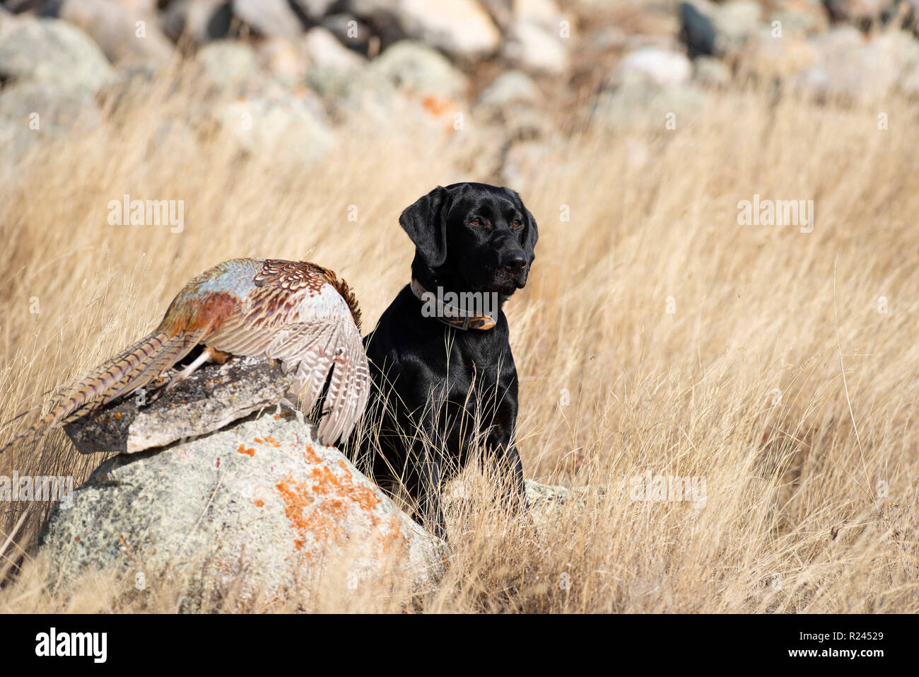 Ein schwarzer Labrador Retriever mit einem Hahn Fasan in South Dakota Stockfoto