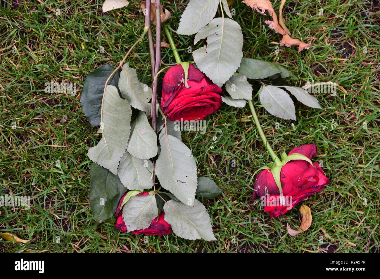 Alte rote rosen auf gras geschnitten -Fotos und -Bildmaterial in hoher ...