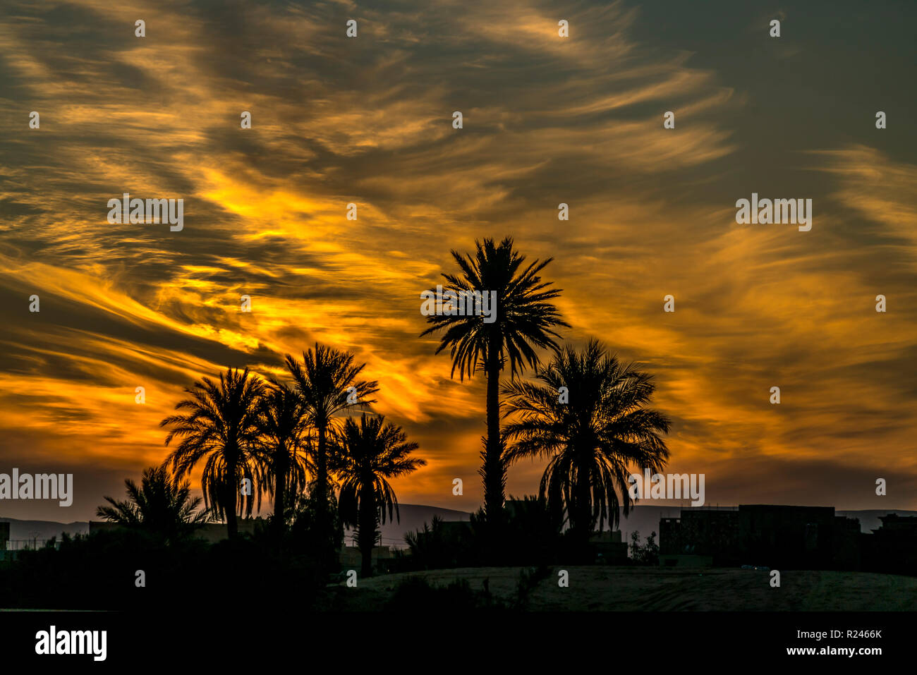 Dattelpalmen im Sonnenaufgang, Merzouga, Marokko | Dattelpalmen bei Sonnenaufgang, Merzouga, Königreich Marokko, Afrika Stockfoto
