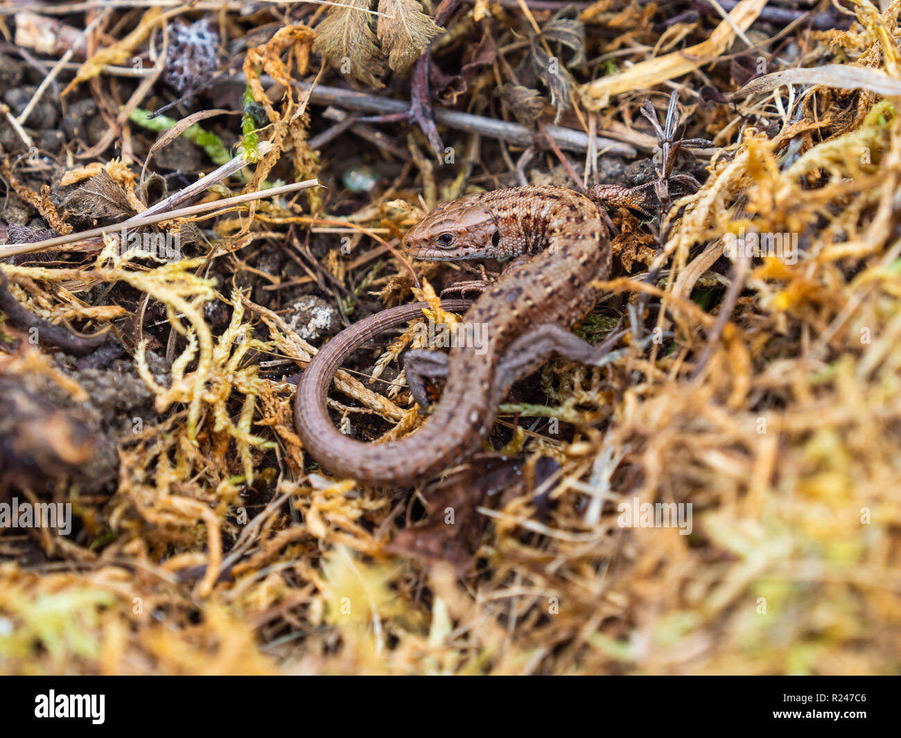 Gemeinsame Eidechsen (Lacerta Zootoca Vivipara) Aalen Stockfoto