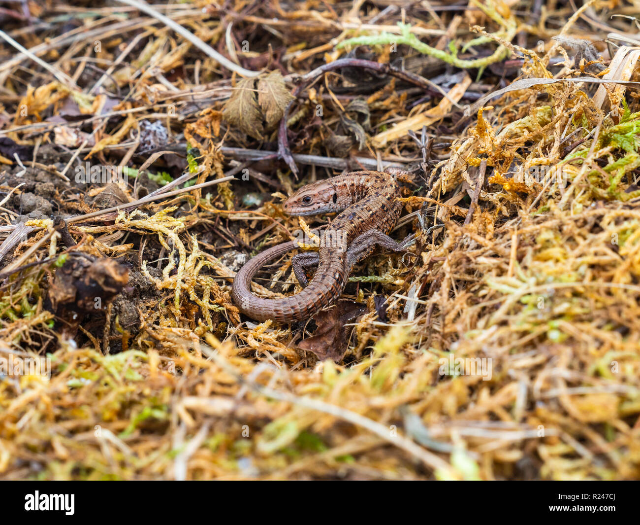 Gemeinsame Eidechsen (Lacerta Zootoca Vivipara) Aalen Stockfoto