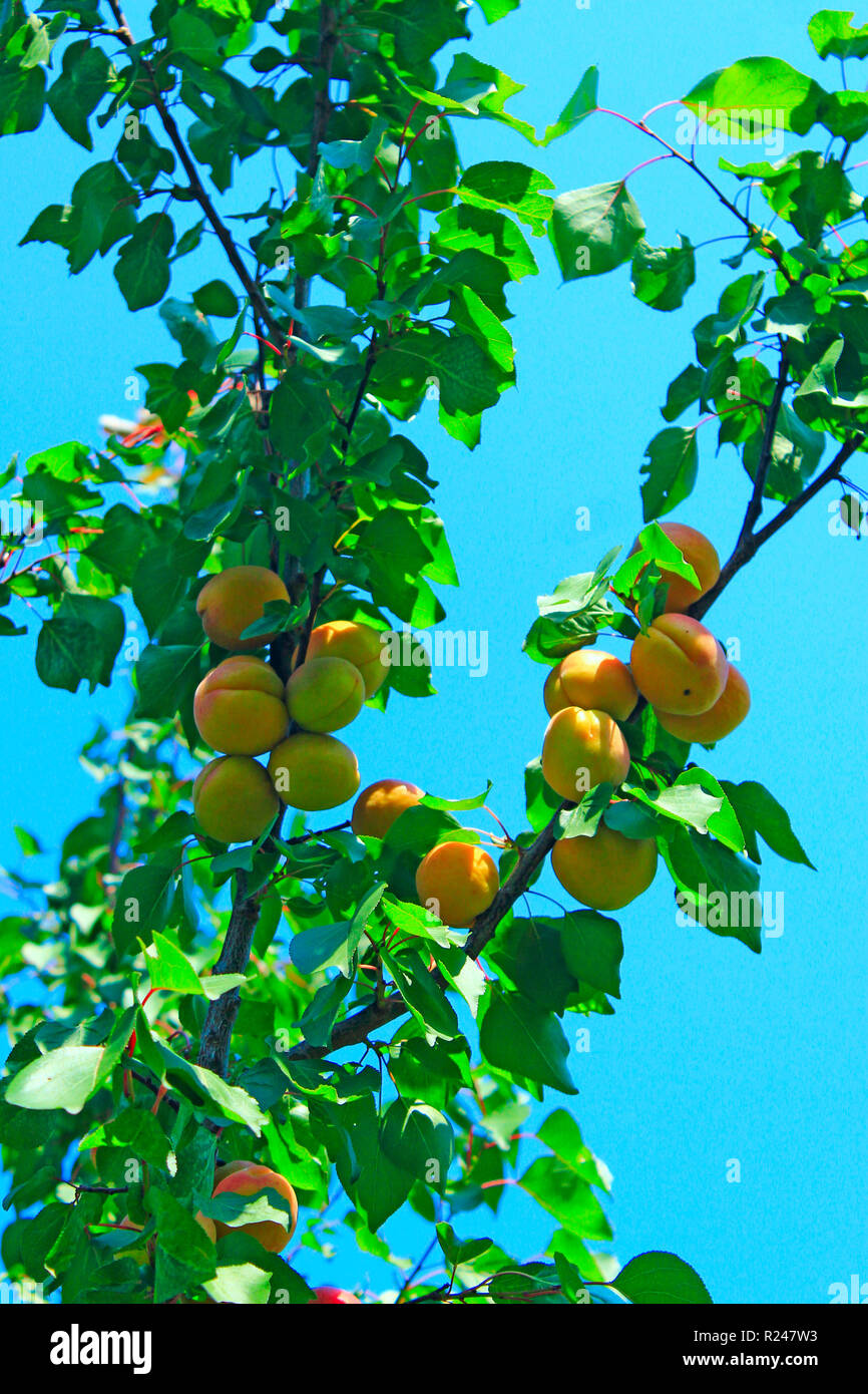 Aprikosen/Marillen hängen am Baum. Ernte der reifen Früchte am Baum hängen. Filialen mit frischen Aprikosen am Baum. Sommer Ernte Stockfoto