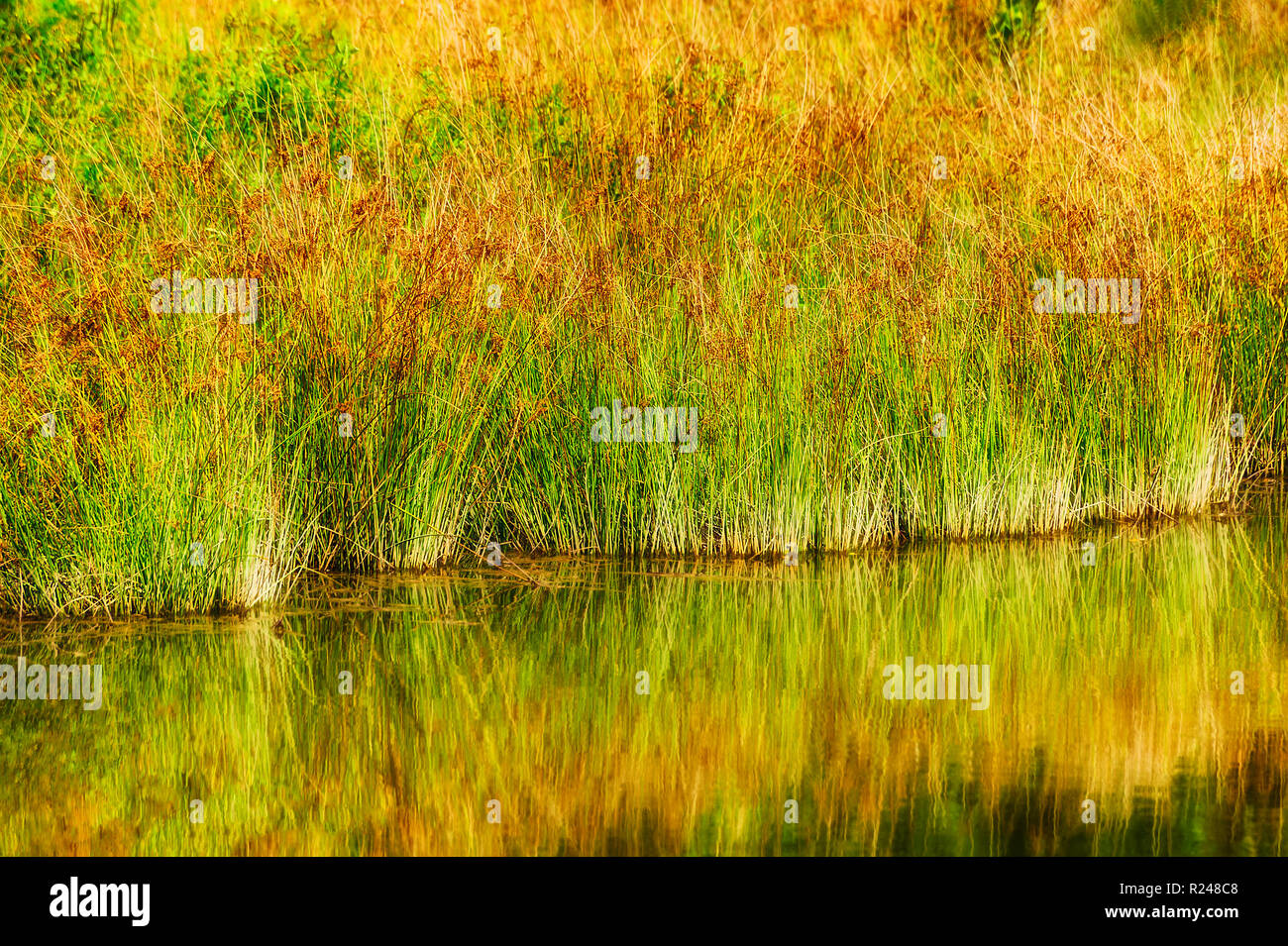 Natur Hintergrund Bild von Reed wie eng gebündelt und Futter und Wasser eines Sees, die warmen Farben der in ruhigen Gewässern widerspiegelt. Stockfoto