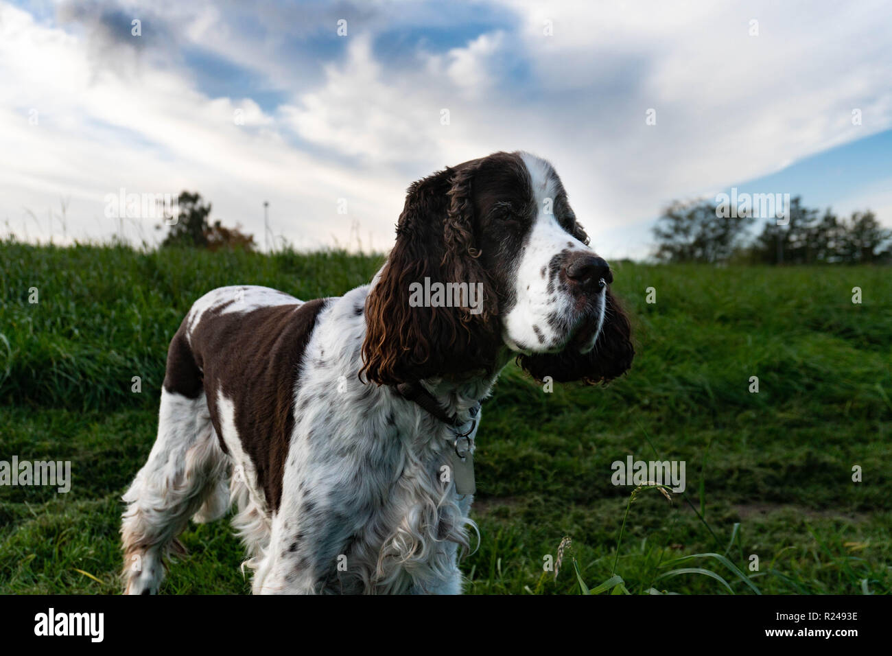 Englisch Springer Spaniel Stockfoto