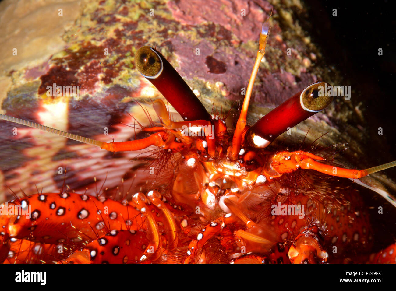 Weiß getupftem Einsiedlerkrebs oder Gefleckt Einsiedlerkrebs (Dardanus Megistos), Stiel Augen, Detail, Papua-Neuguinea Stockfoto