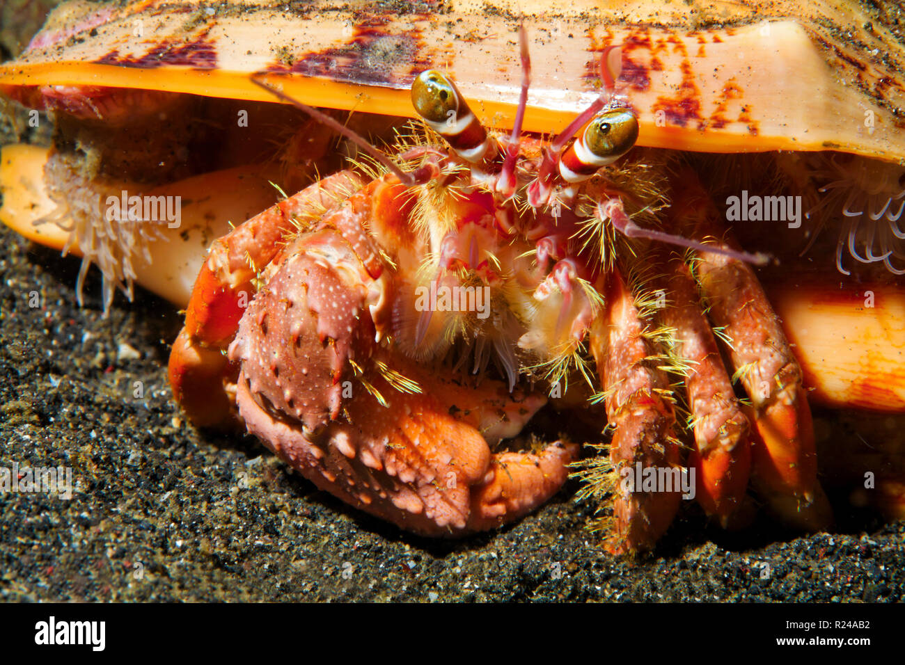 Anemone Hermit Crab (Dardanus Pedunculatus) mit parasitären Anemonen (Calliactis parasitica) auf Ihrer Shell, Sulawesi, Indonesien Stockfoto