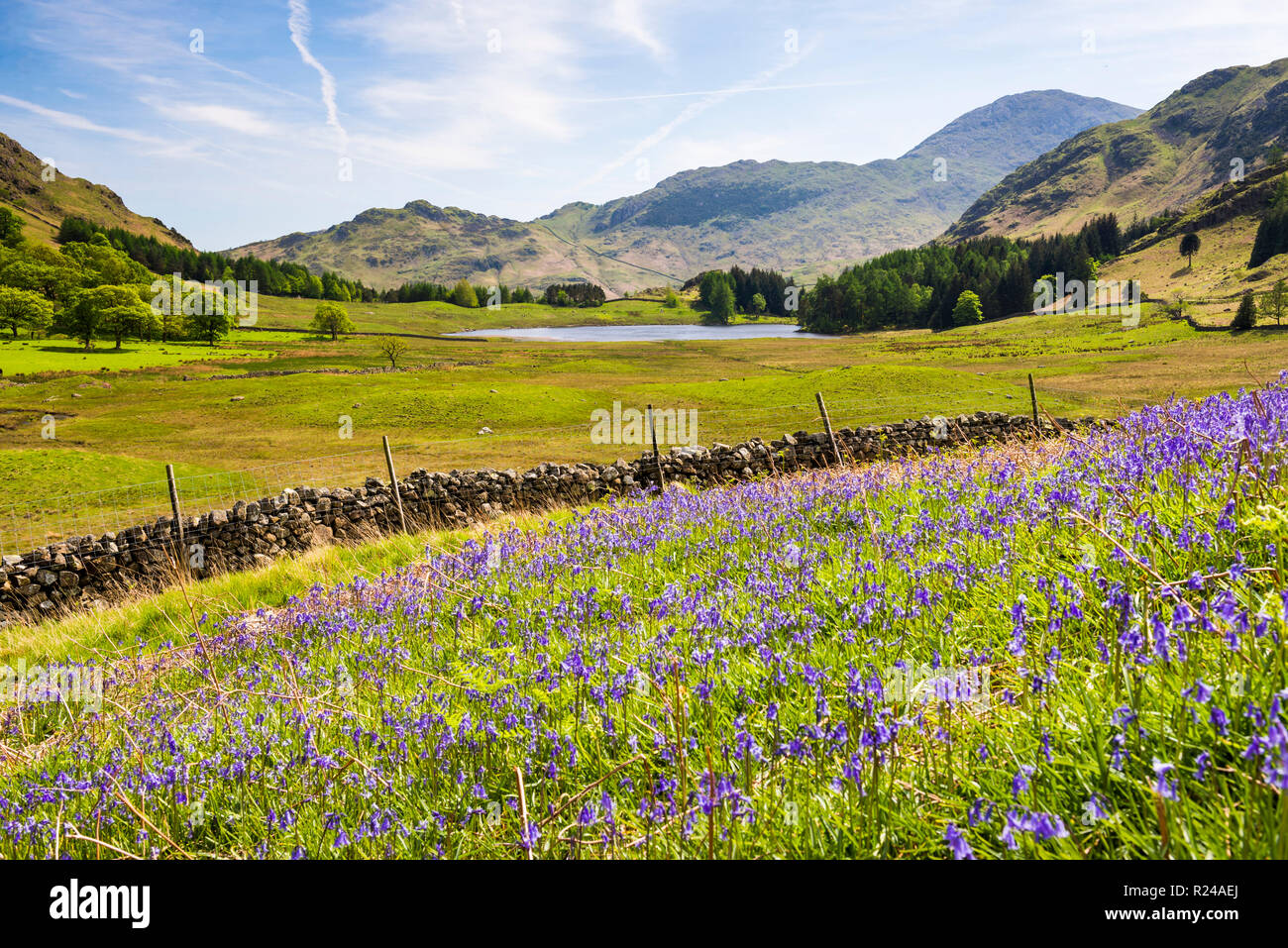 Bluebells und Blea Tarn, Lake District National Park, UNESCO-Weltkulturerbe, Cumbria, England, Vereinigtes Königreich, Europa Stockfoto