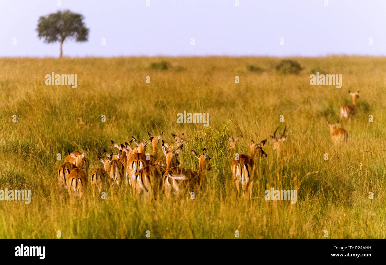 Gazellen, Masai Mara National Reserve, Kenia, Ostafrika, Südafrika Stockfoto