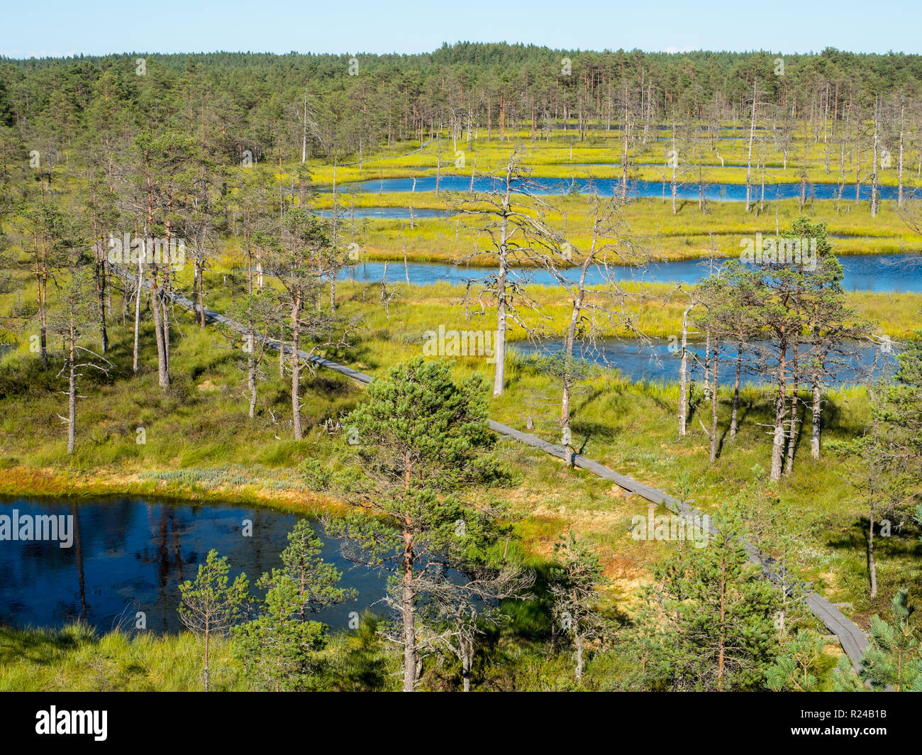 Viru Moor, Lahemaa Nationalpark Estland, Baltikum, Europa Stockfoto