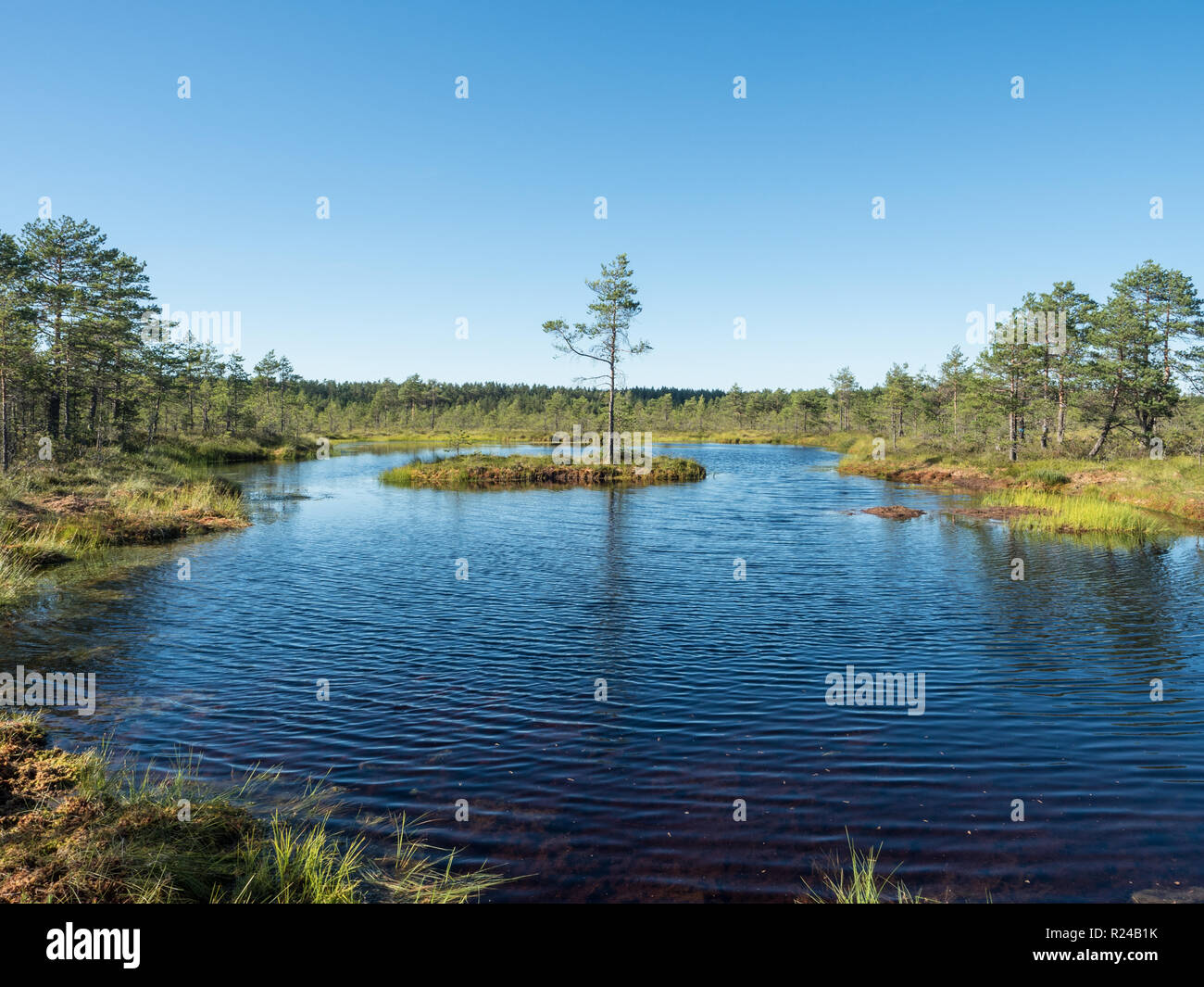 Viru Moor, Lahemaa Nationalpark Estland, Baltikum, Europa Stockfoto