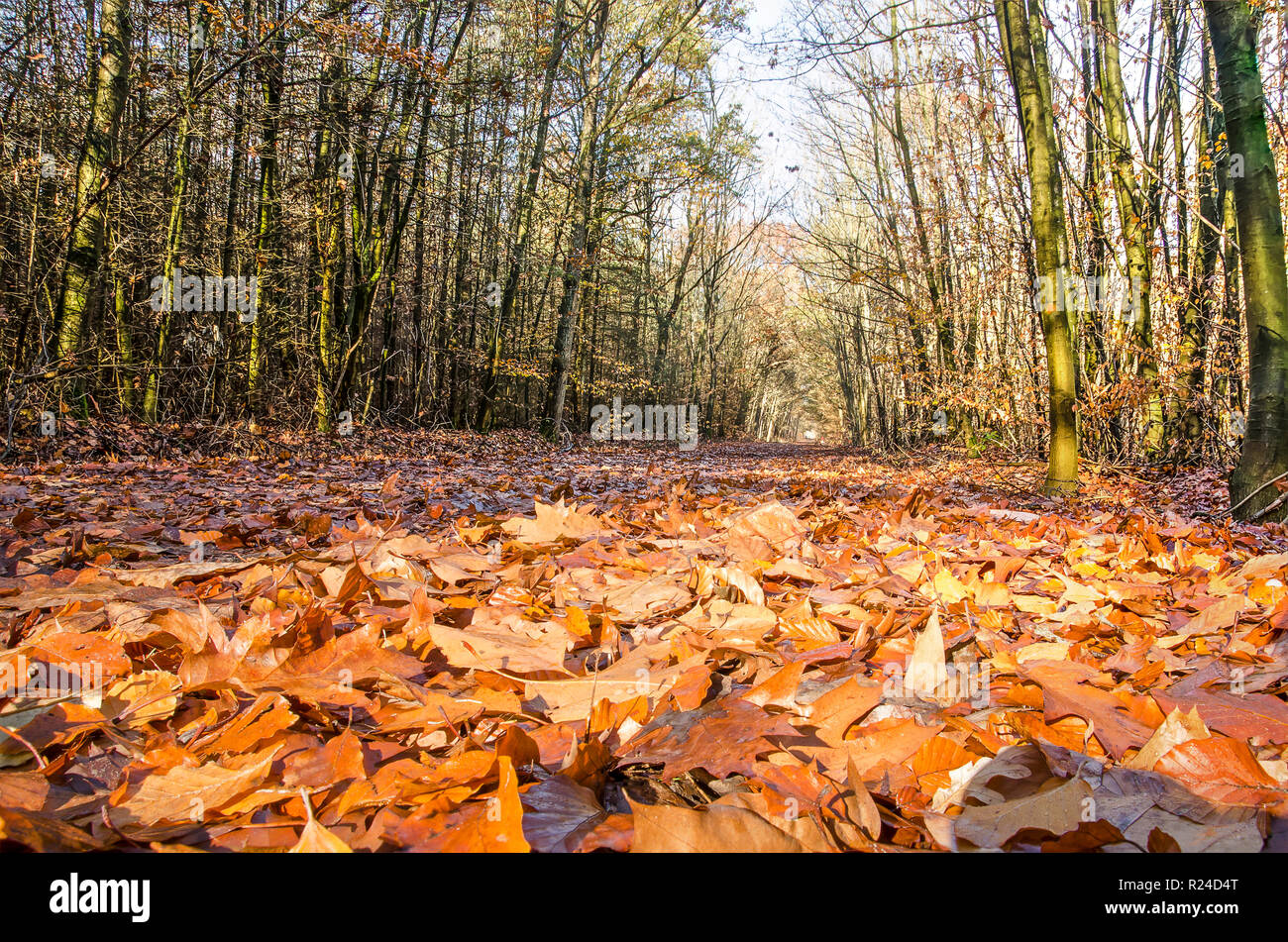 Sun auf Braun glänzenden Laub auf einem Waldweg in der Nähe von Zundert, Niederlande im November Stockfoto