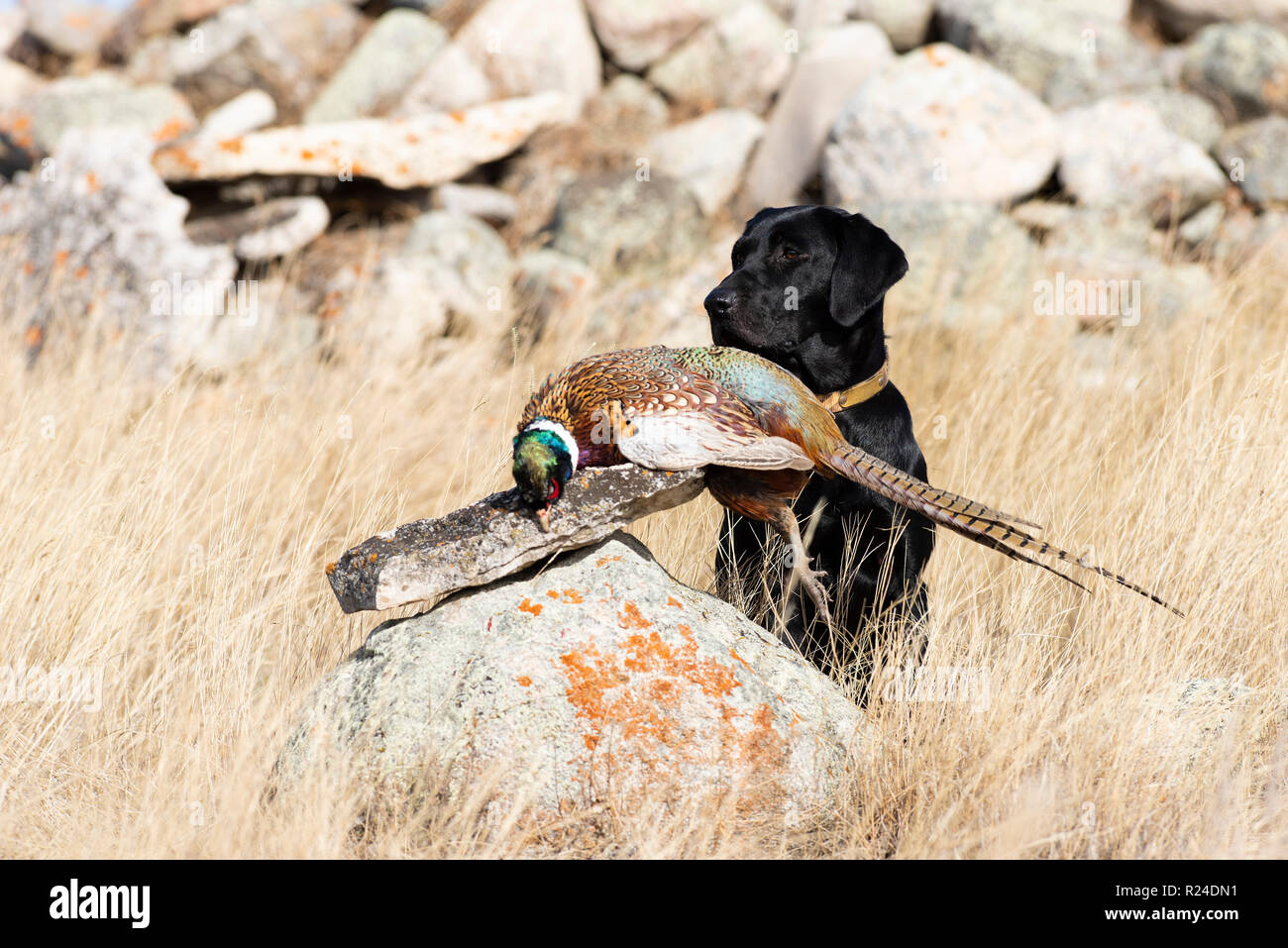 Ein schwarzer Labrador Retriever mit einem Hahn Fasan in South Dakota Stockfoto