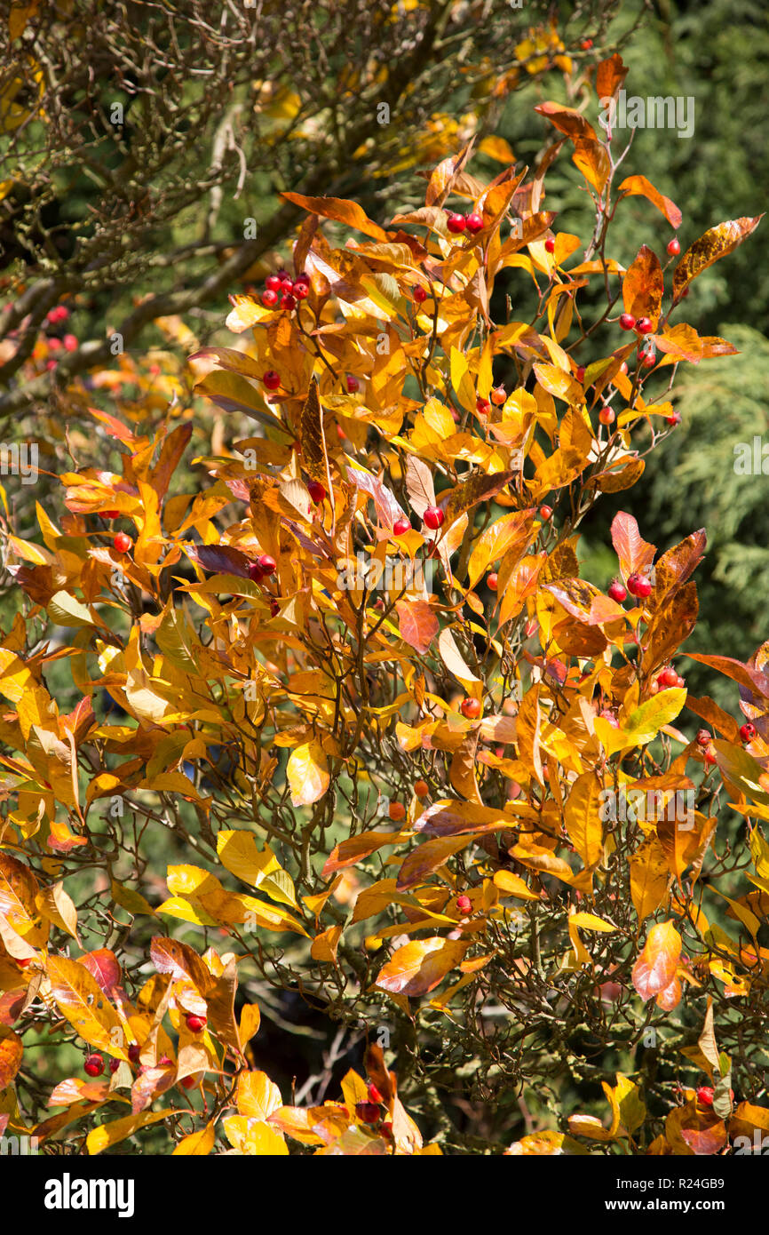 Helles orange Blätter an einem Baum an einem sonnigen Herbsttag im hellen Sonnenschein Stockfoto