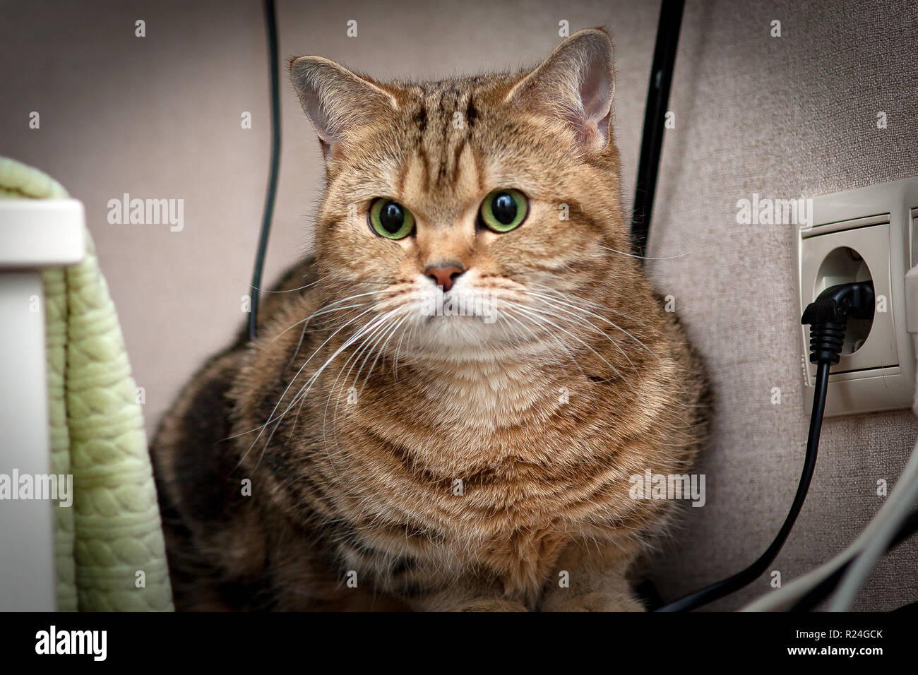 Schöne britische Katze schwarz gold Marmor Farbe mit grünen Augen sitzt Close-up vor der Kamera Stockfoto