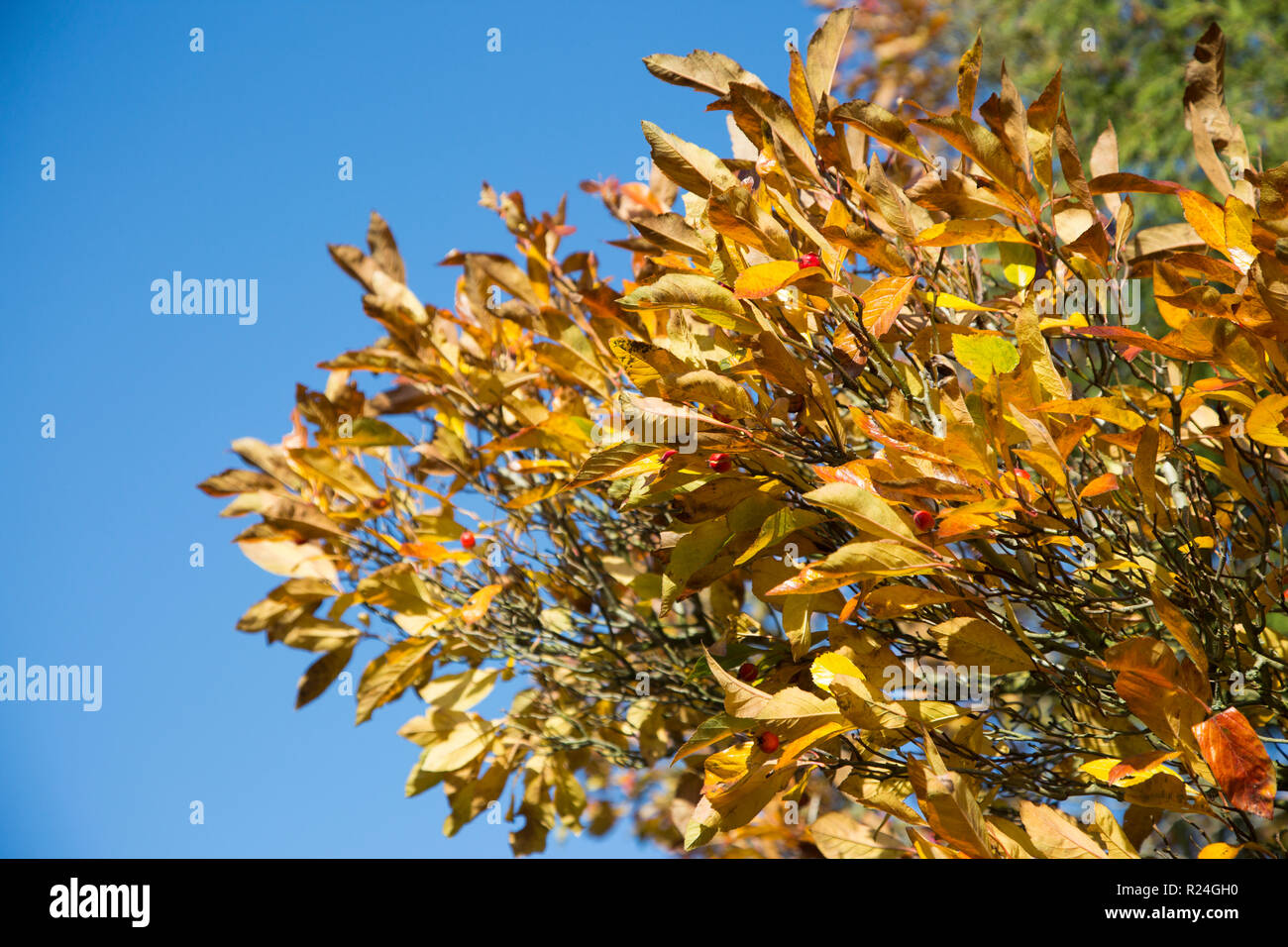 Helles orange Blätter an einem Baum an einem sonnigen Herbsttag im hellen Sonnenschein Stockfoto