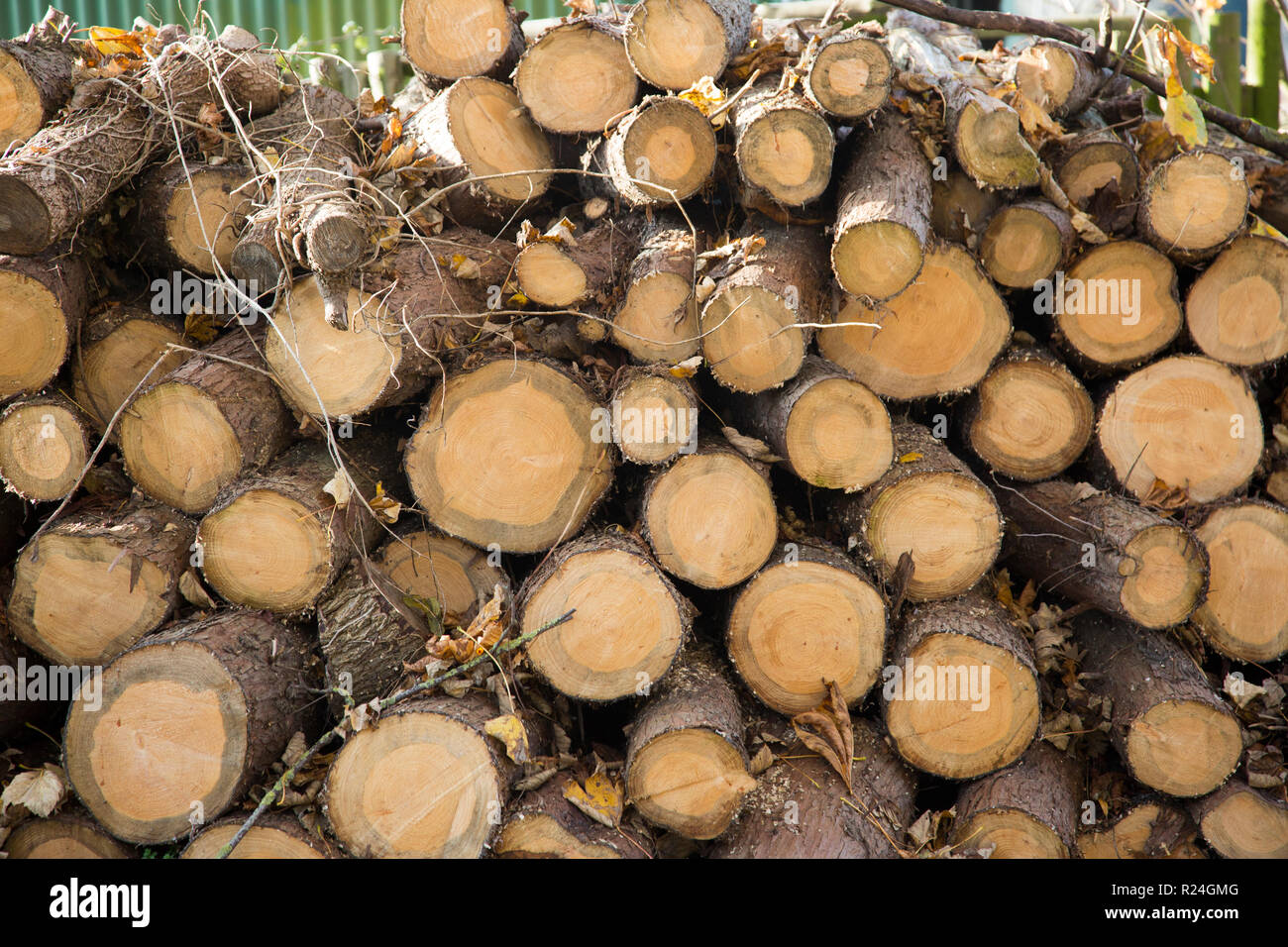 Große Stapel von frisch geschnittenen Protokolle angebunden und bis auf einen Herbst sonniger Tag in England Blocklagerung Stockfoto
