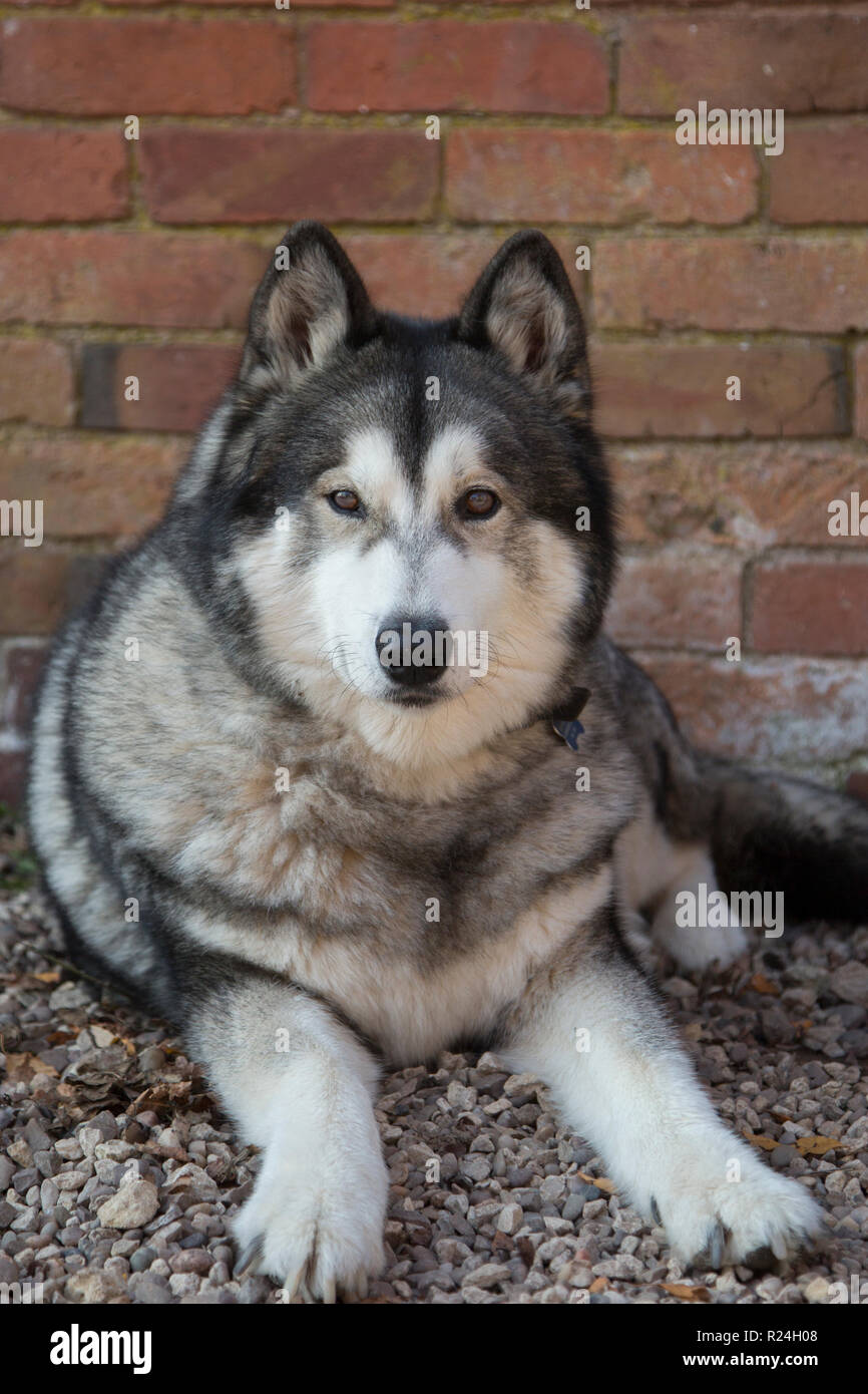 Hund mit schwarzen spitzen ohren Fotos und Bildmaterial in hoher Auflösung Seite 3 Alamy