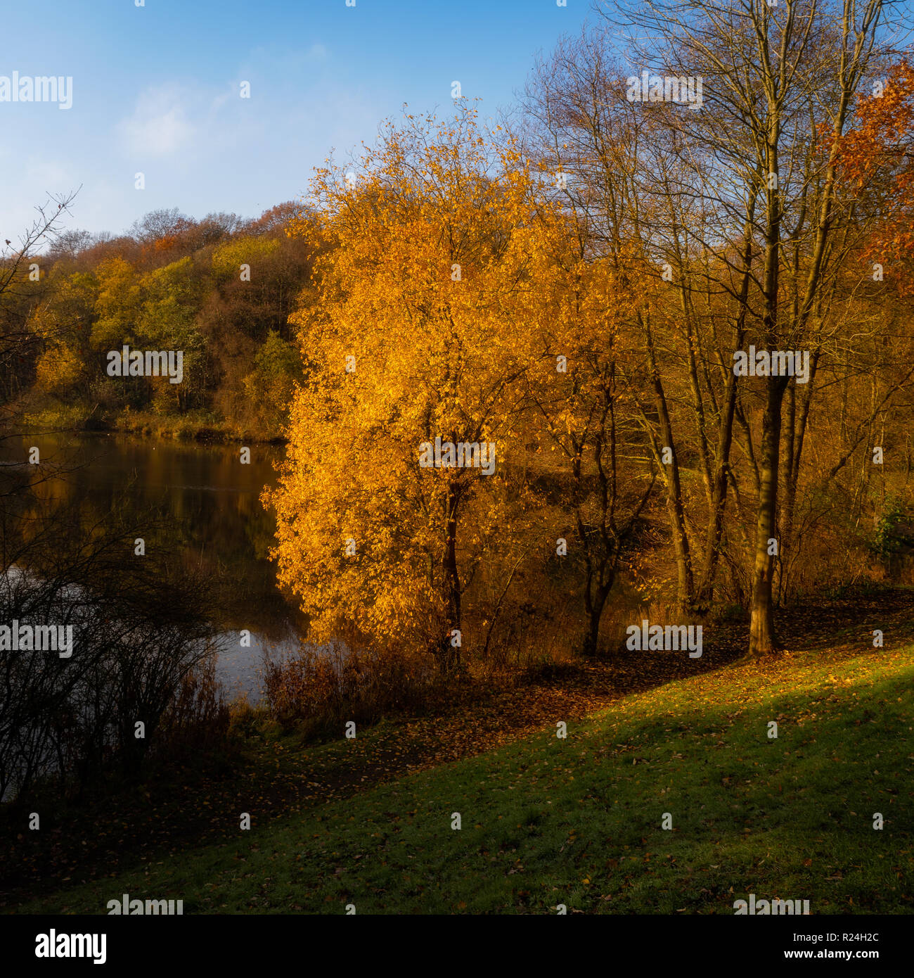 Die herbstlichen Baum Farben bei tief Hayes Country Park in Staffordshire Stockfoto