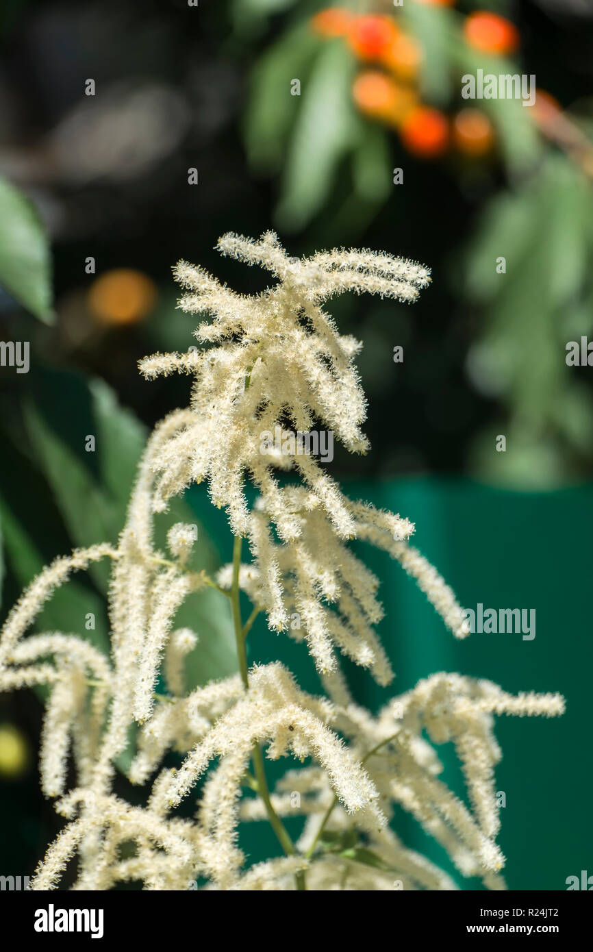 Flauschigen weißen Blüten der falschen Ziege Bart. Falsche spirea (astilbe) Stockfoto