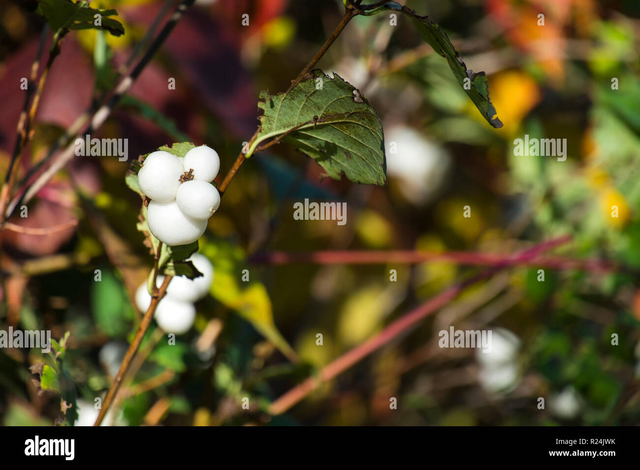 Niveous Beeren der Gemeinsamen snowberry (Symphoricarpos albus) Stockfoto