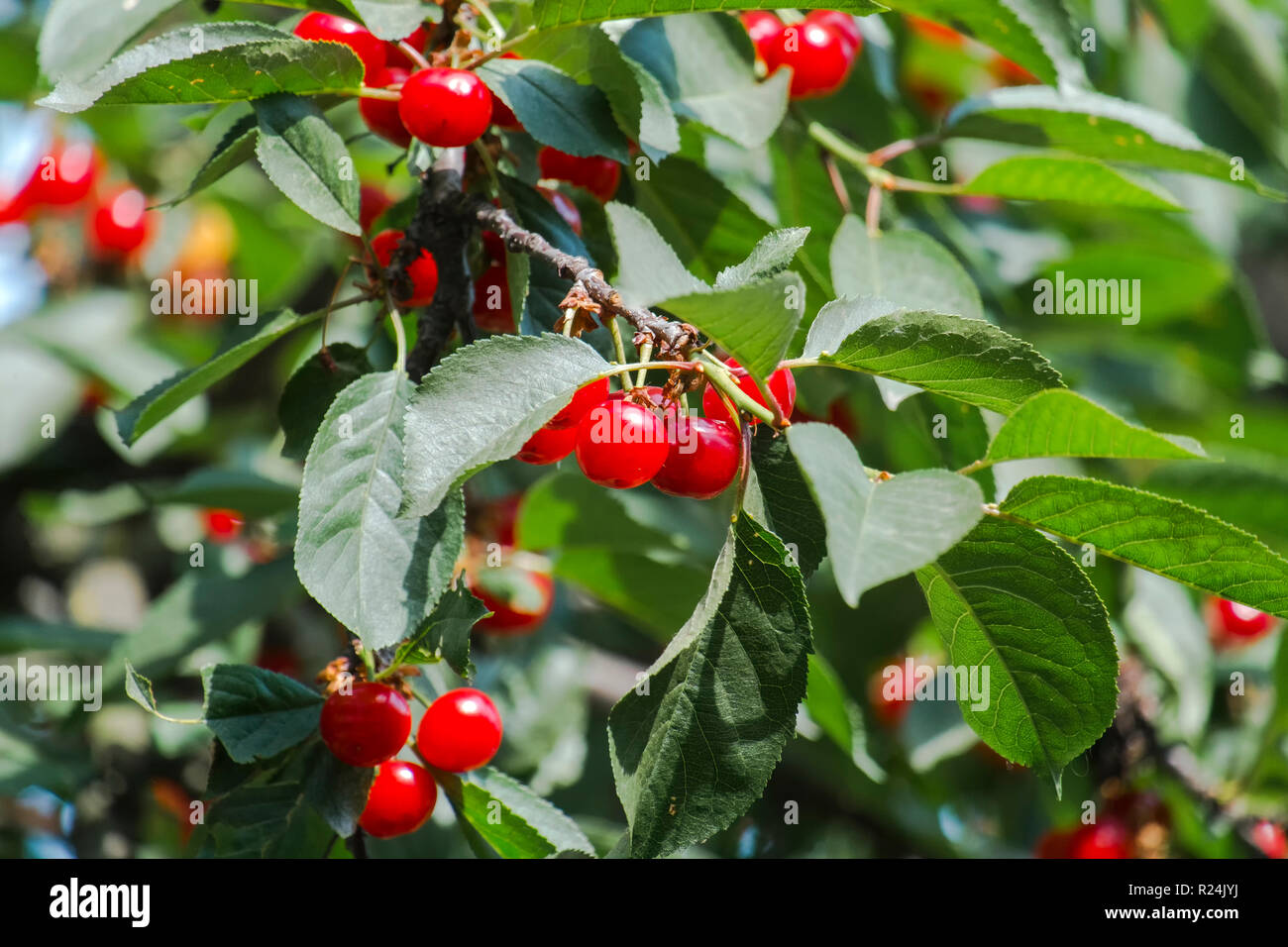Rote Kirschen in grünem Laub Reif Stockfoto