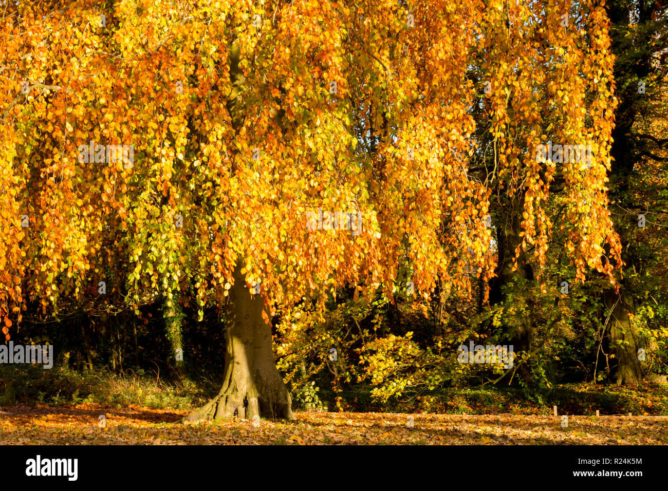 Schöne bunte Herbst Blätter an Bute Park, Cardiff, South Wales, Großbritannien Stockfoto