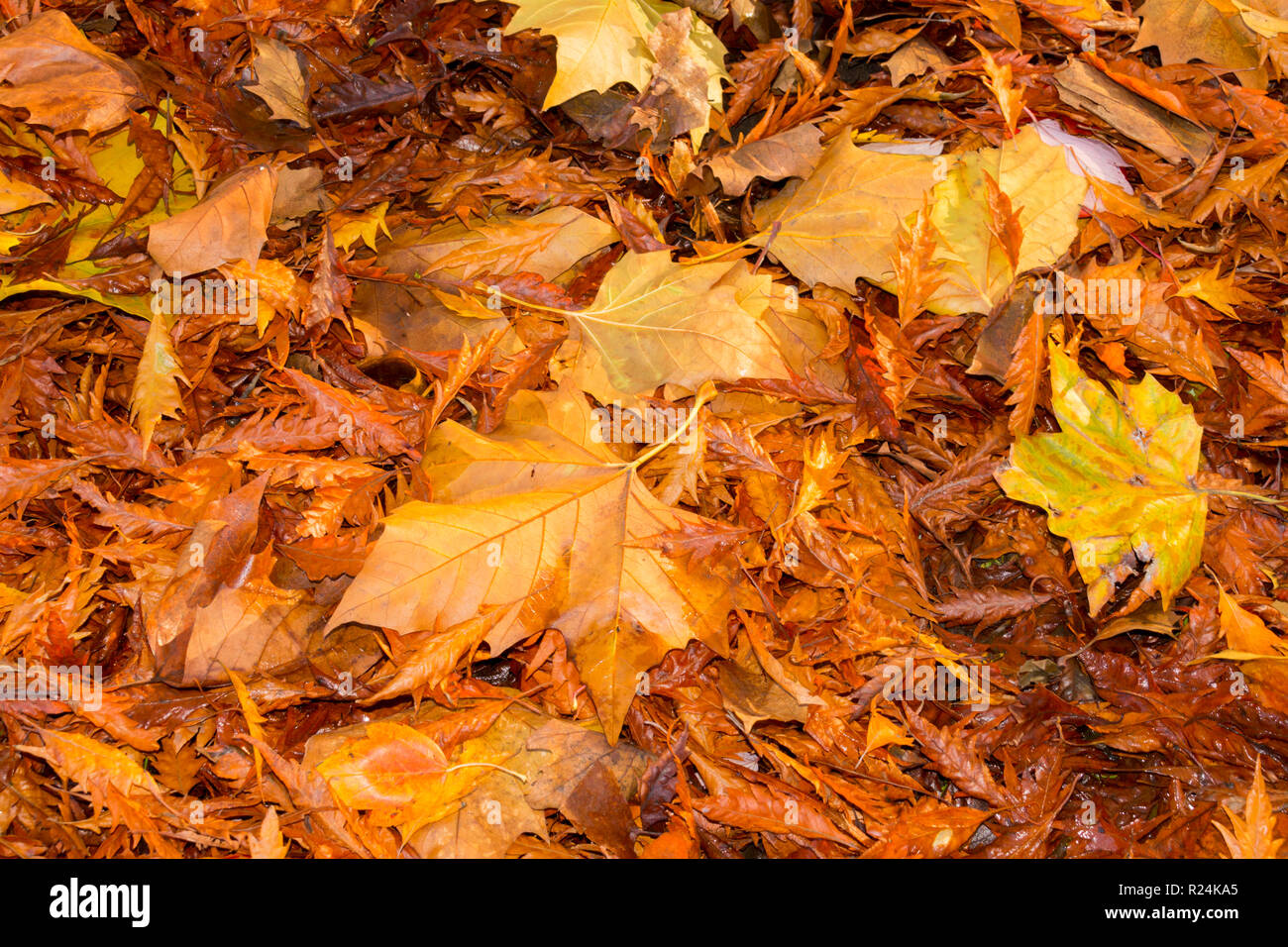 Schöne bunte Herbst Blätter an Bute Park, Cardiff, South Wales, Großbritannien Stockfoto