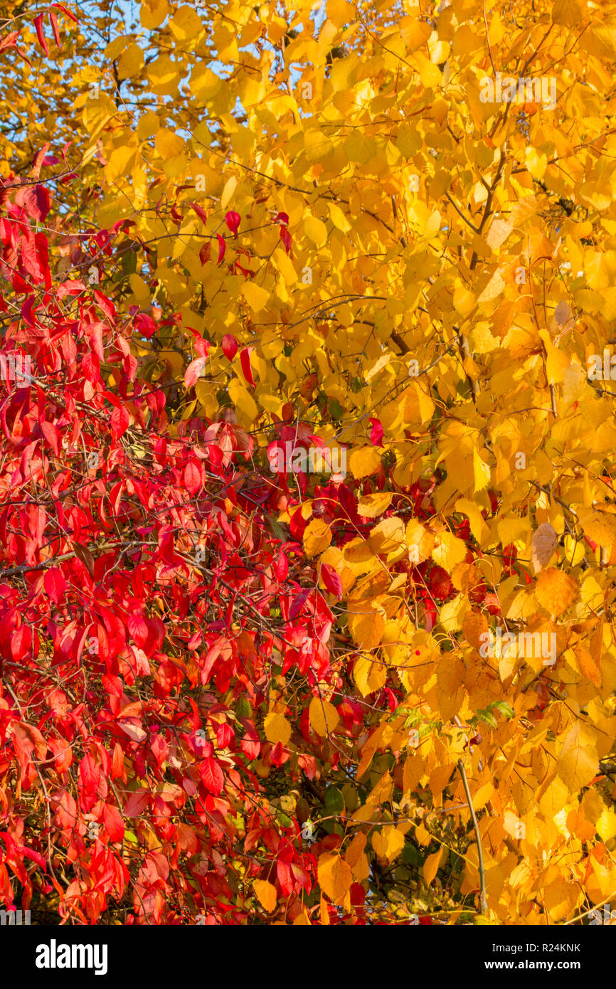 Schöne bunte Herbst Blätter an Bute Park, Cardiff, South Wales, Großbritannien Stockfoto