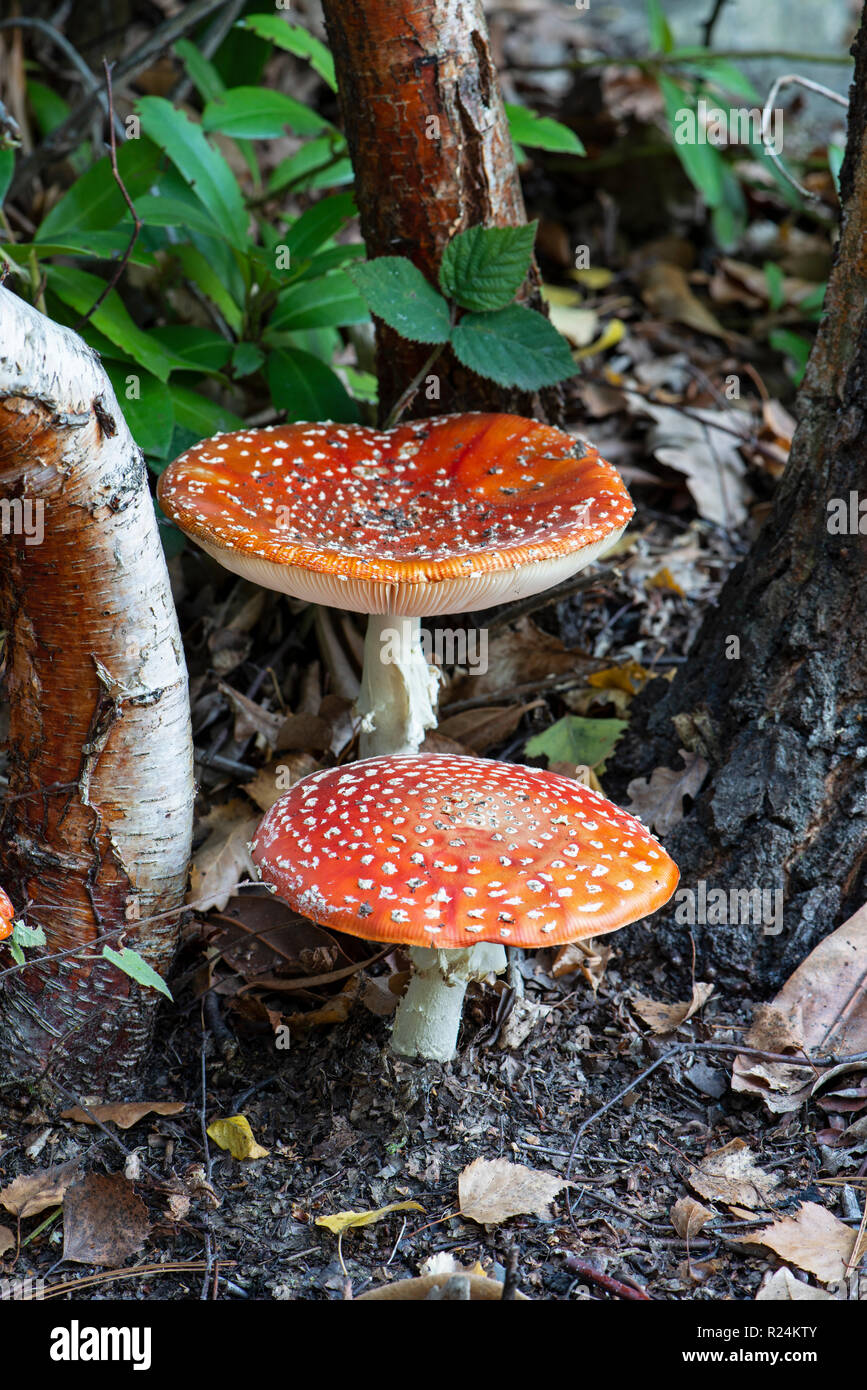 Fly Agaric: Amanita muscaria. Surrey, Großbritannien. Stockfoto